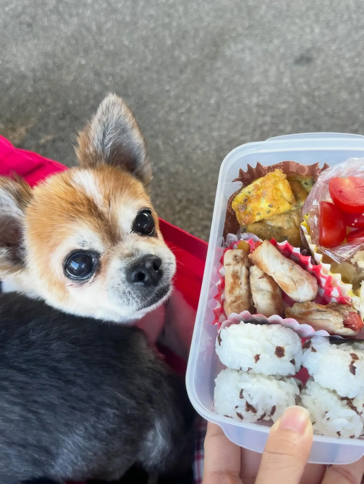 遠足イベント2日目の参加わんこたちのアルバムも全員完成🌟