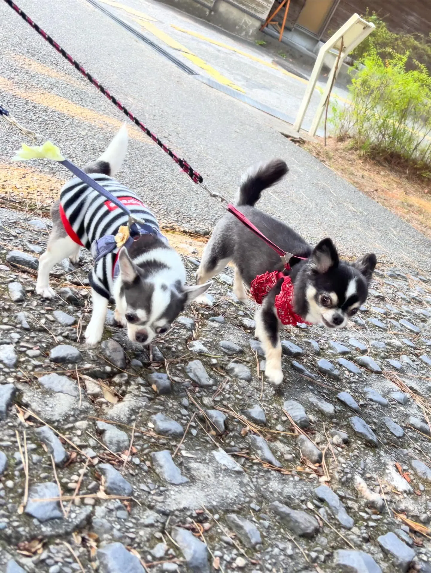 遠足イベント2日目の参加わんこたちのアルバムも全員完成🌟