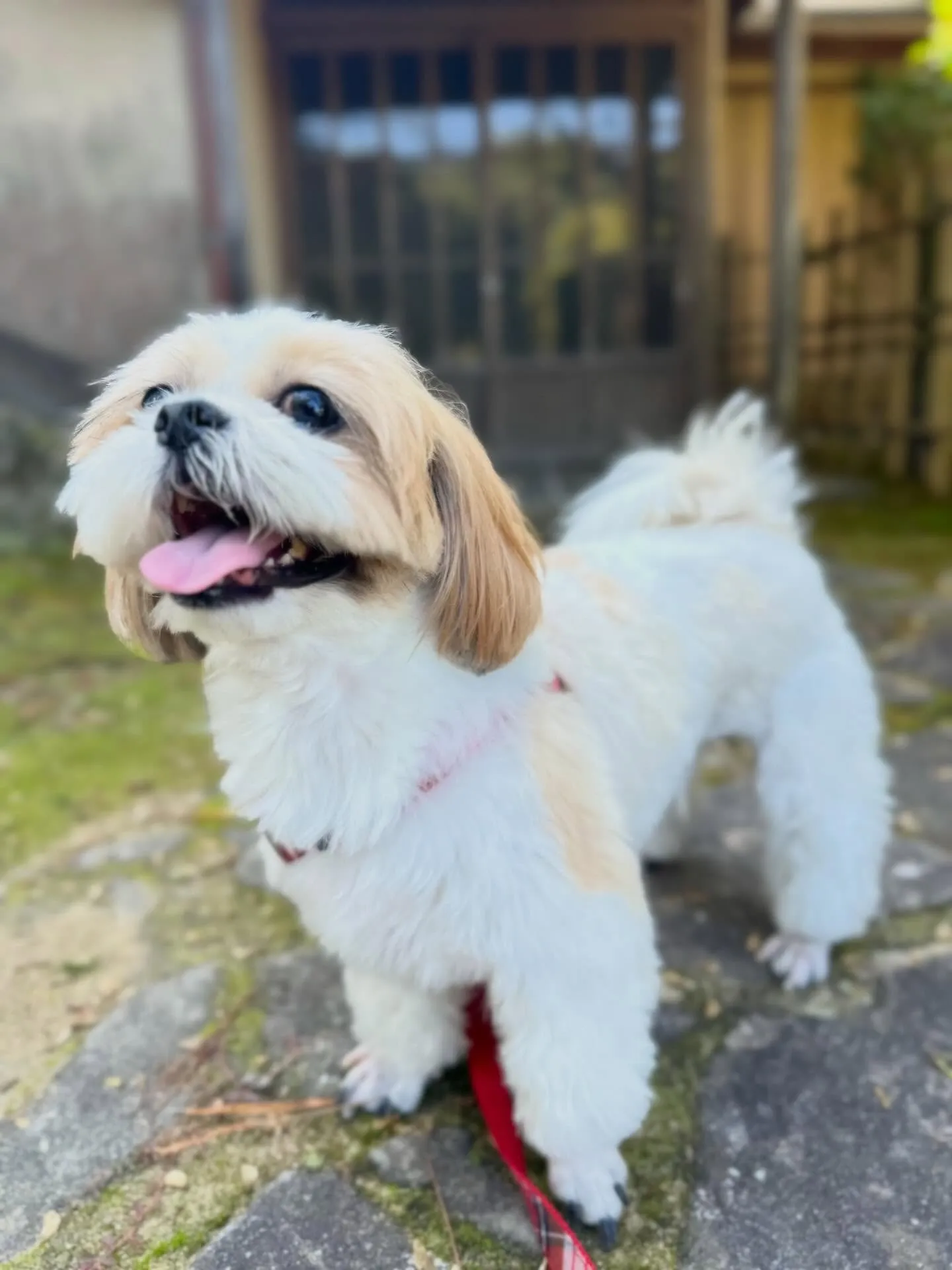 遠足イベント2日目の参加わんこたちのアルバムも全員完成🌟