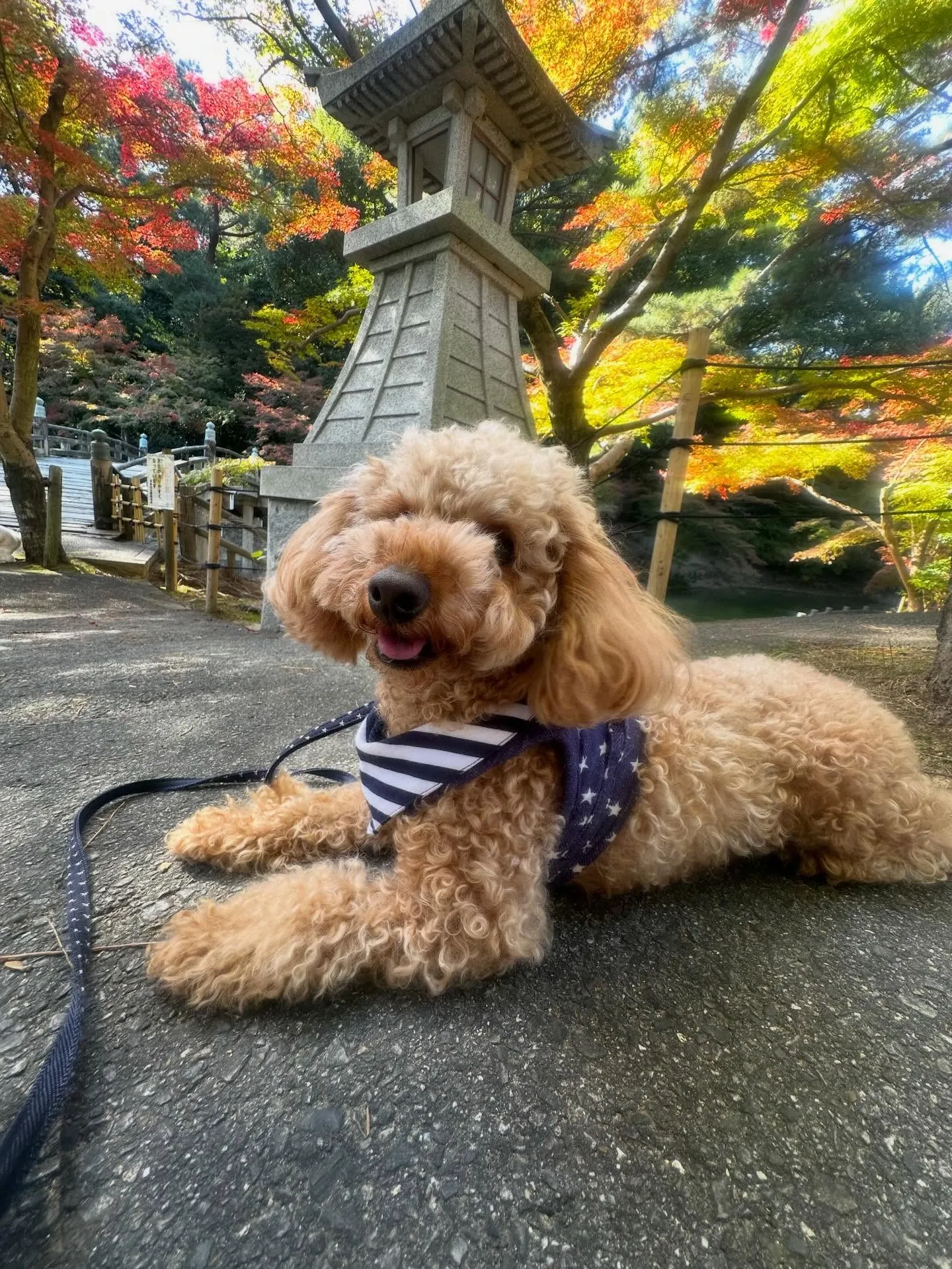 遠足イベント2日目の参加わんこたちのアルバムも全員完成🌟