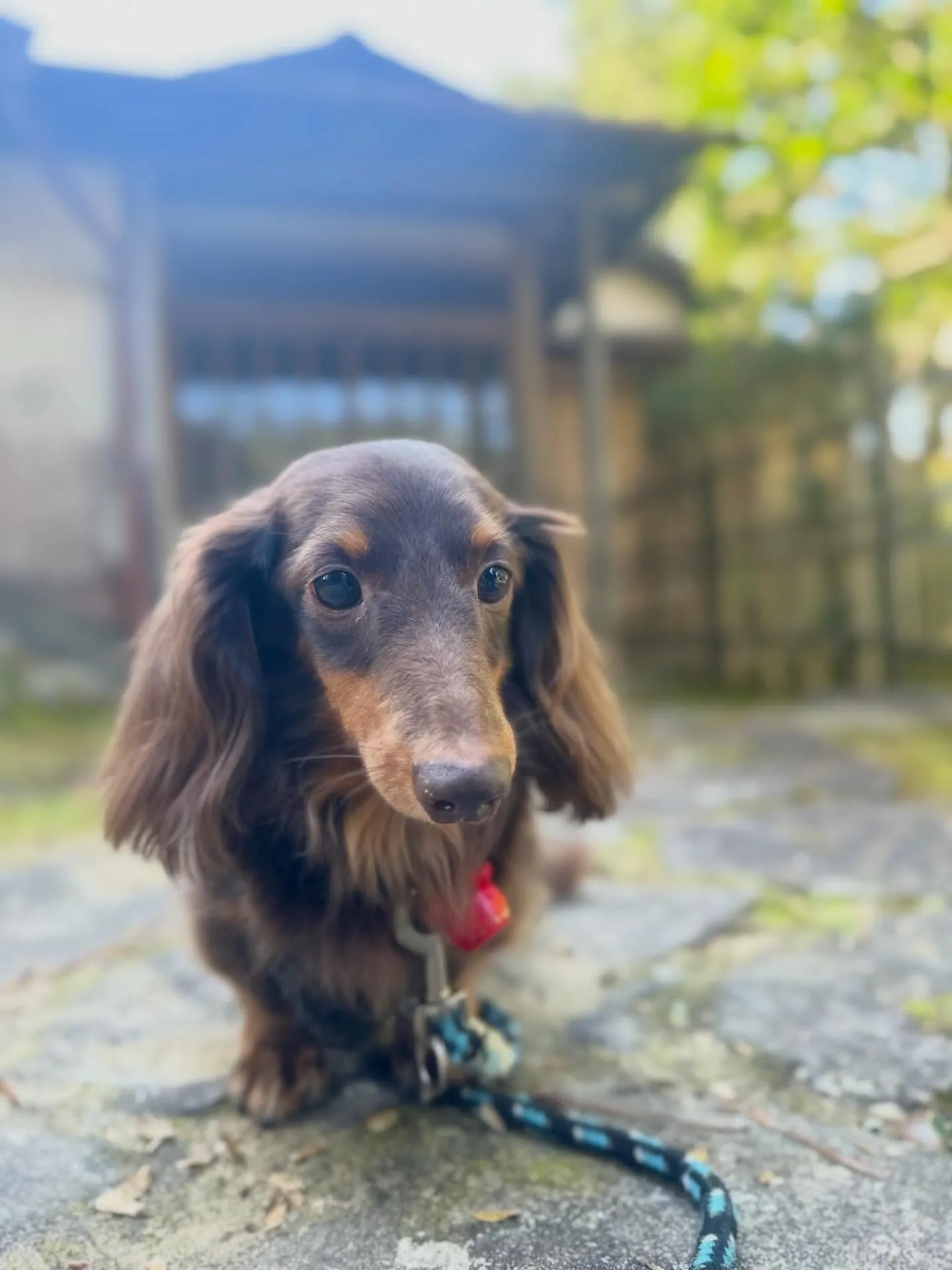 遠足イベント2日目の参加わんこたちのアルバムも全員完成🌟