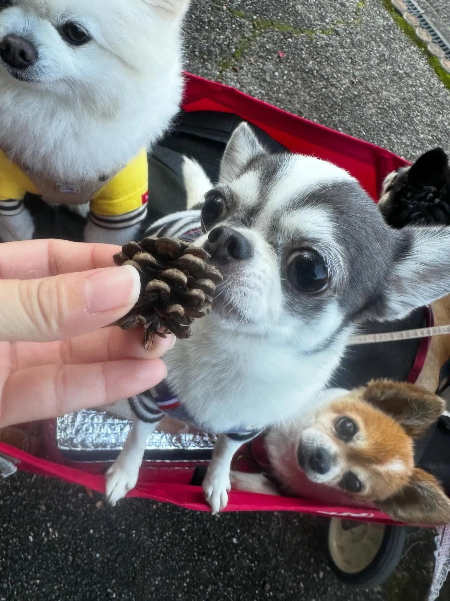 遠足イベント2日目の参加わんこたちのアルバムも全員完成🌟