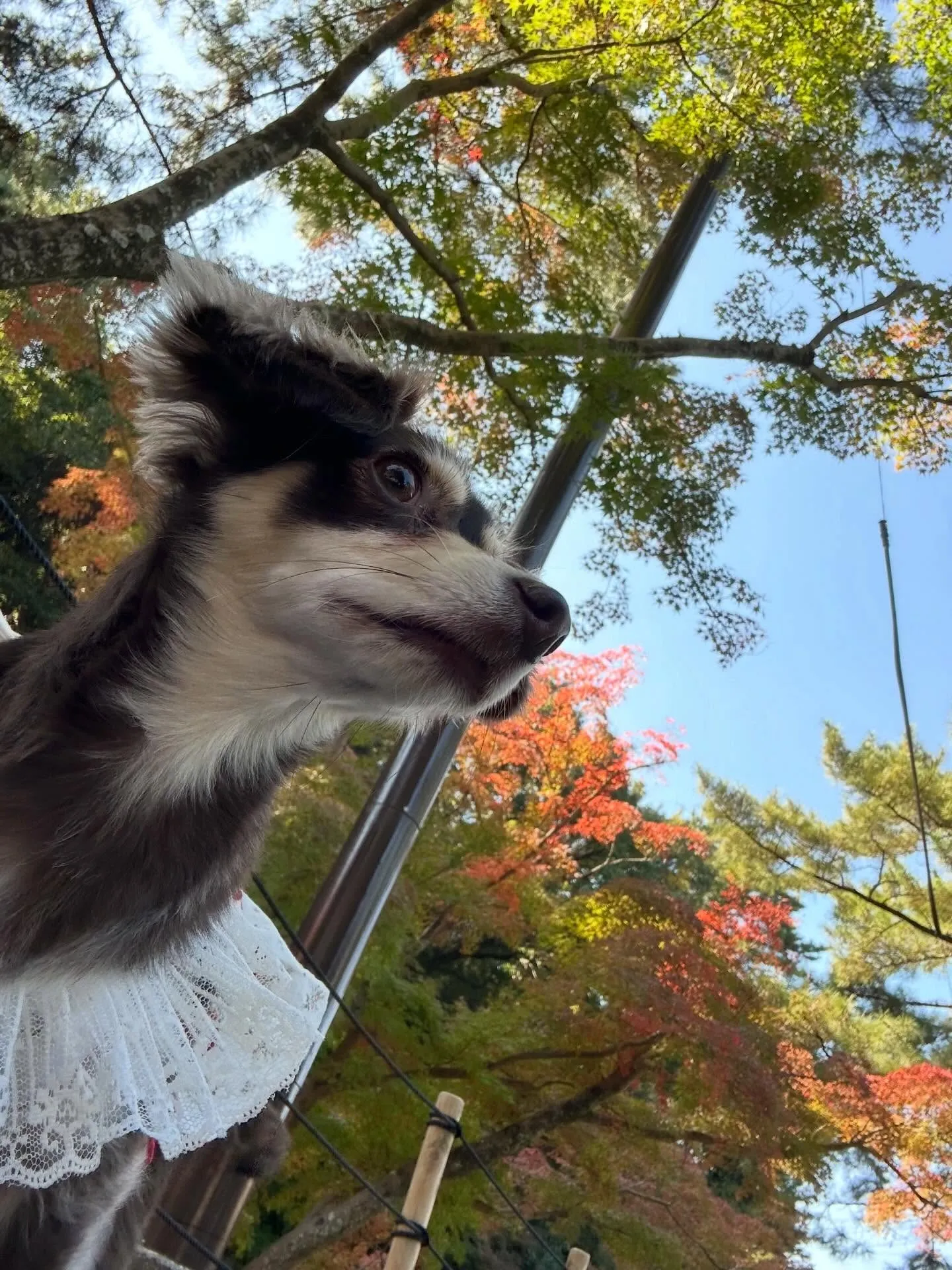 遠足イベント2日目の参加わんこたちのアルバムも全員完成🌟