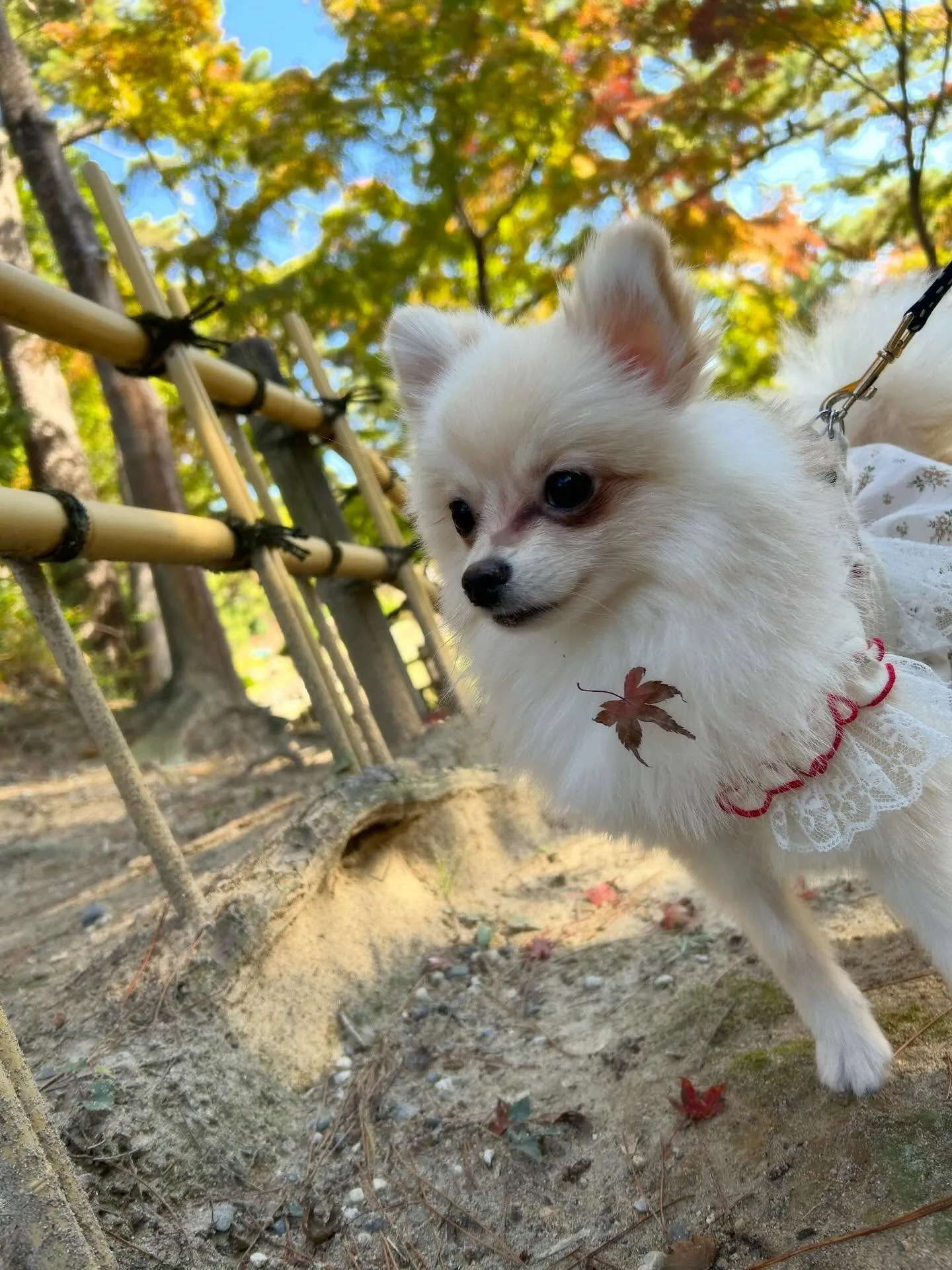 遠足イベント2日目の参加わんこたちのアルバムも全員完成🌟