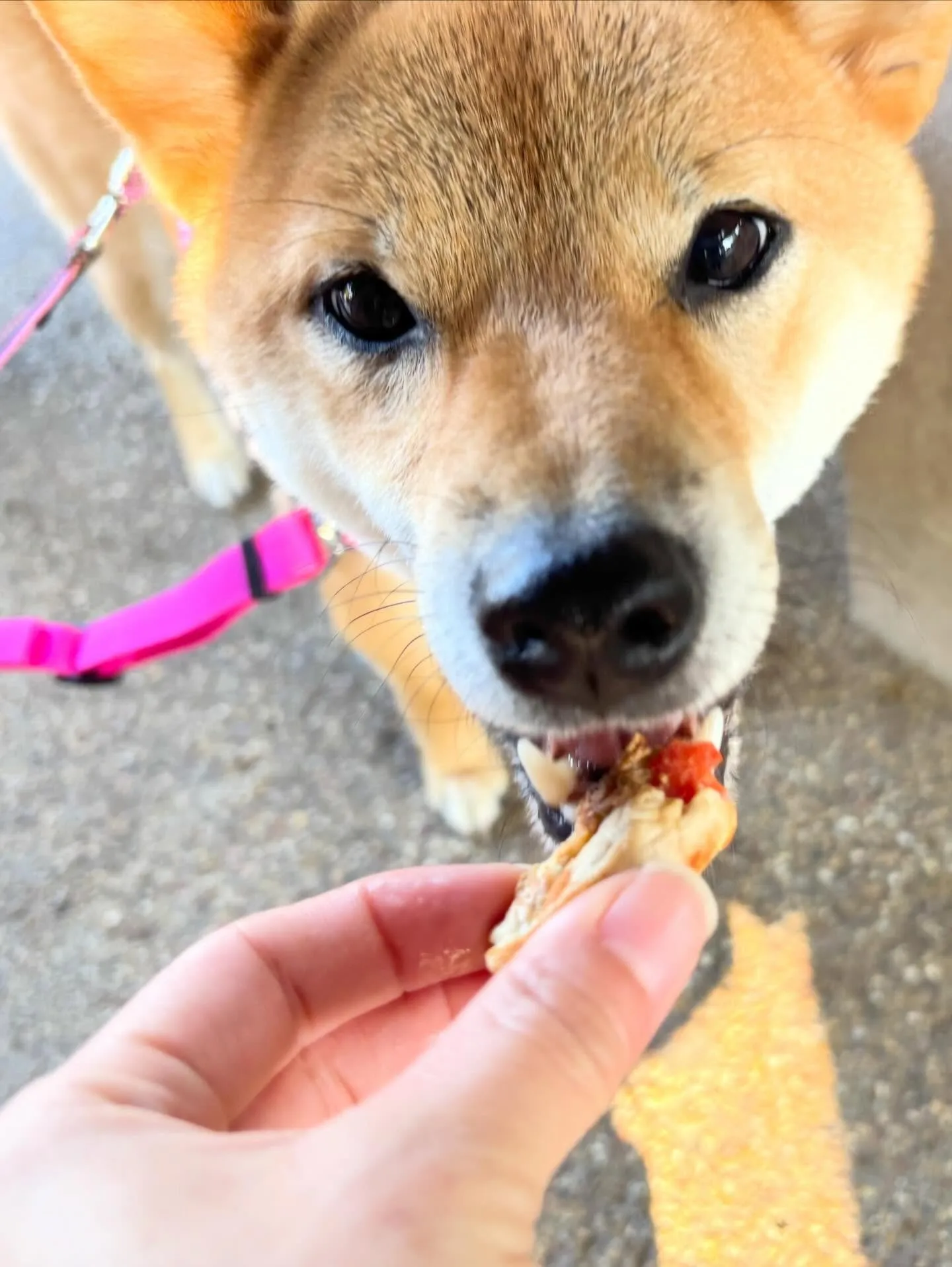 遠足イベント2日目の参加わんこたちのアルバムも全員完成🌟