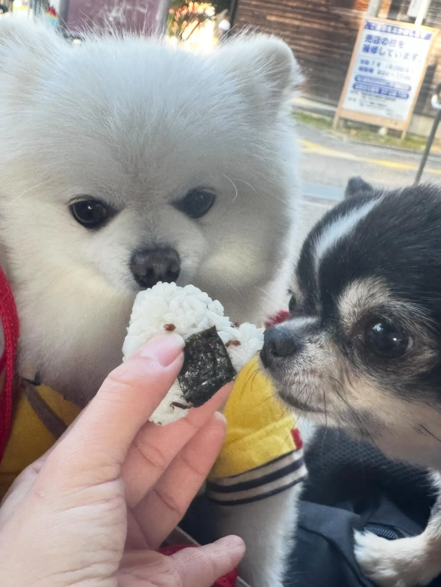 遠足イベント2日目の参加わんこたちのアルバムも全員完成🌟