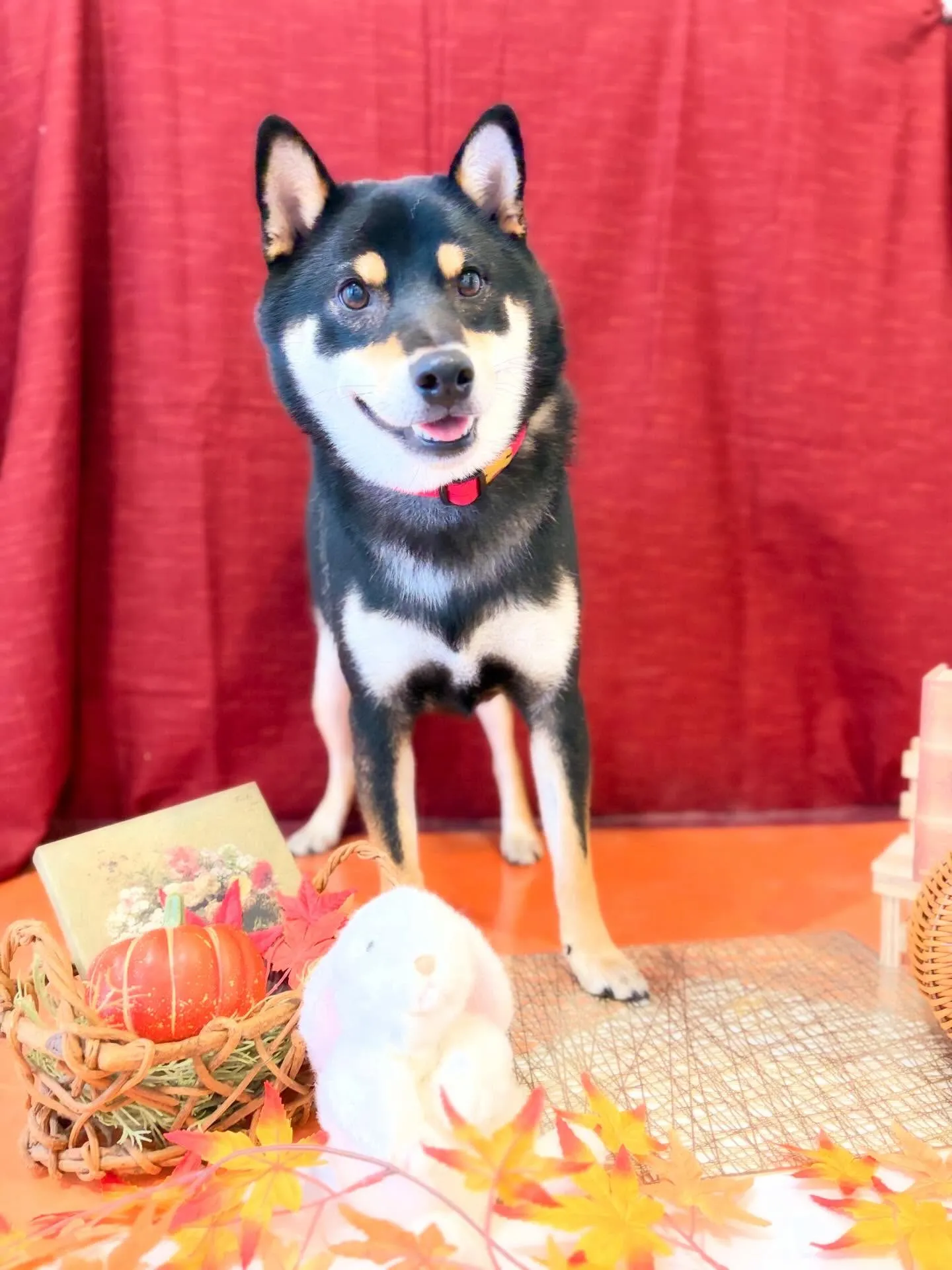 先月アップできなかったトリミングわんこたち🐾