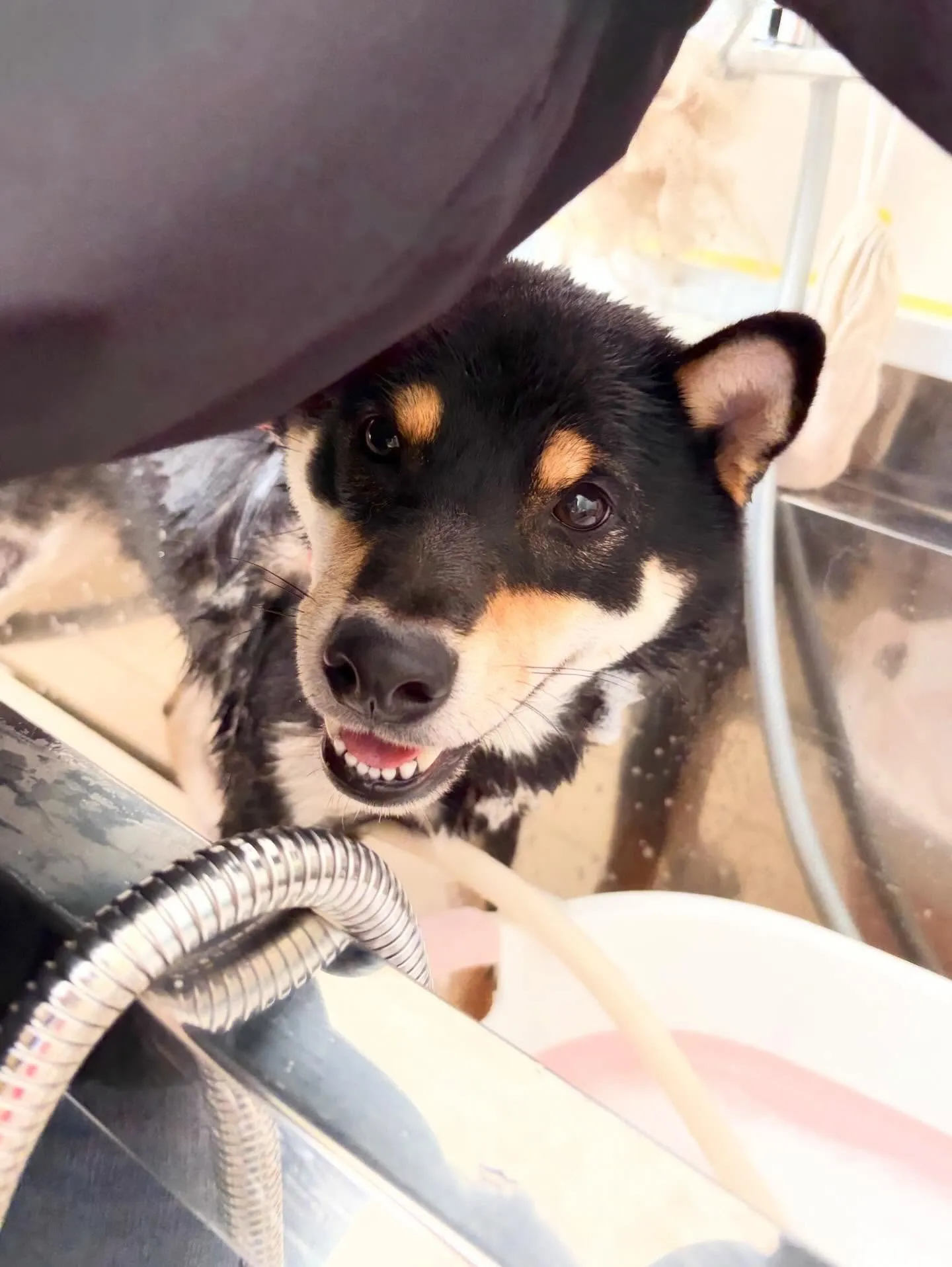 先月アップできなかったトリミングわんこたち🐾