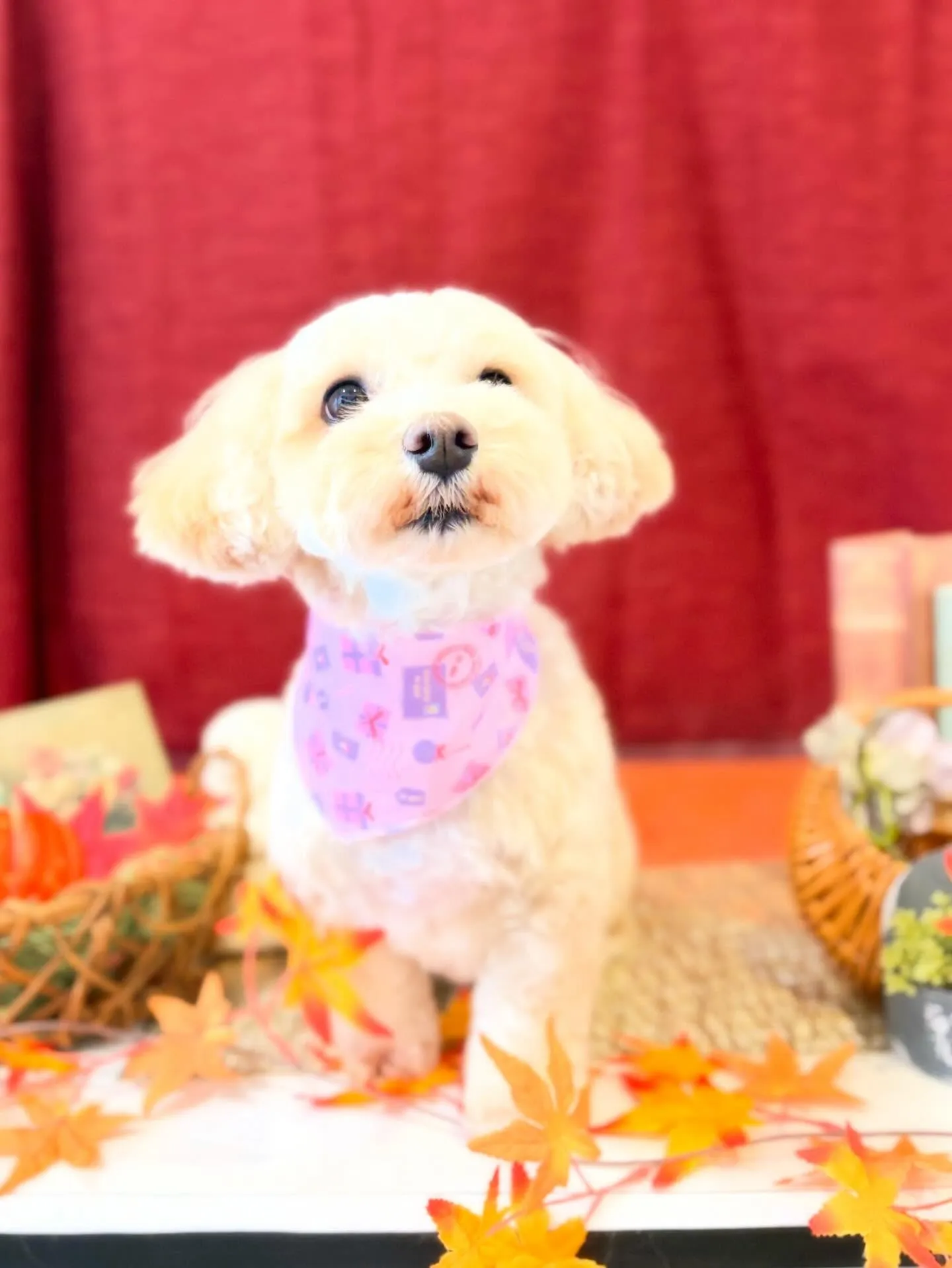 先月アップできなかったトリミングわんこたち🐾