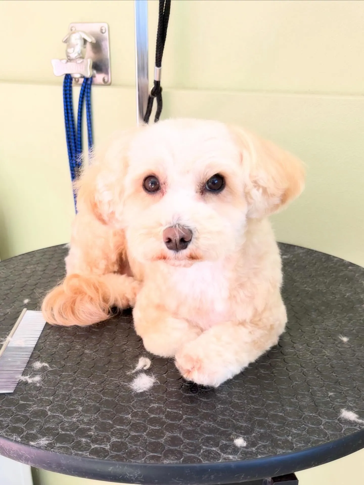 先月アップできなかったトリミングわんこたち🐾