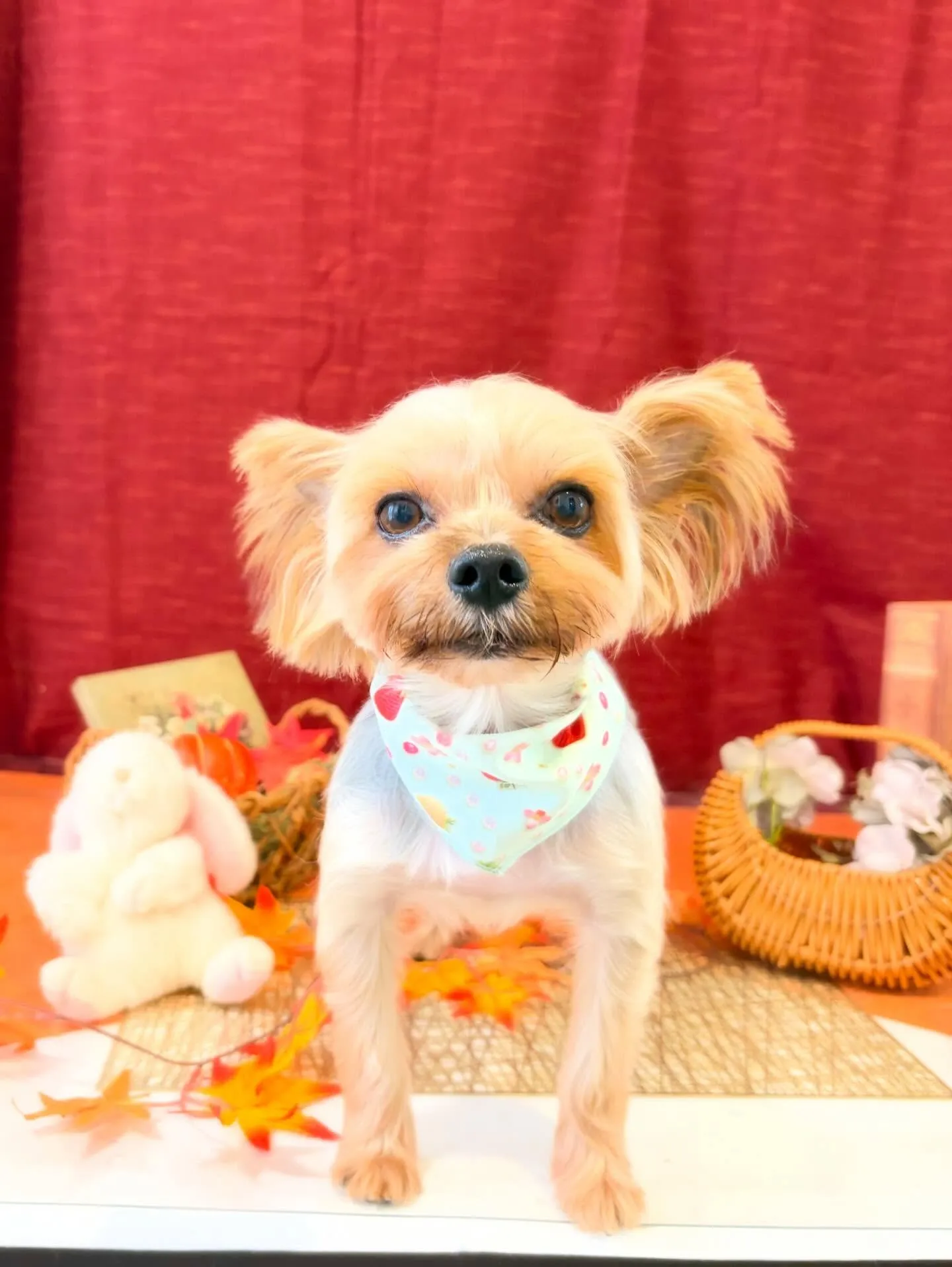 先月アップできなかったトリミングわんこたち🐾