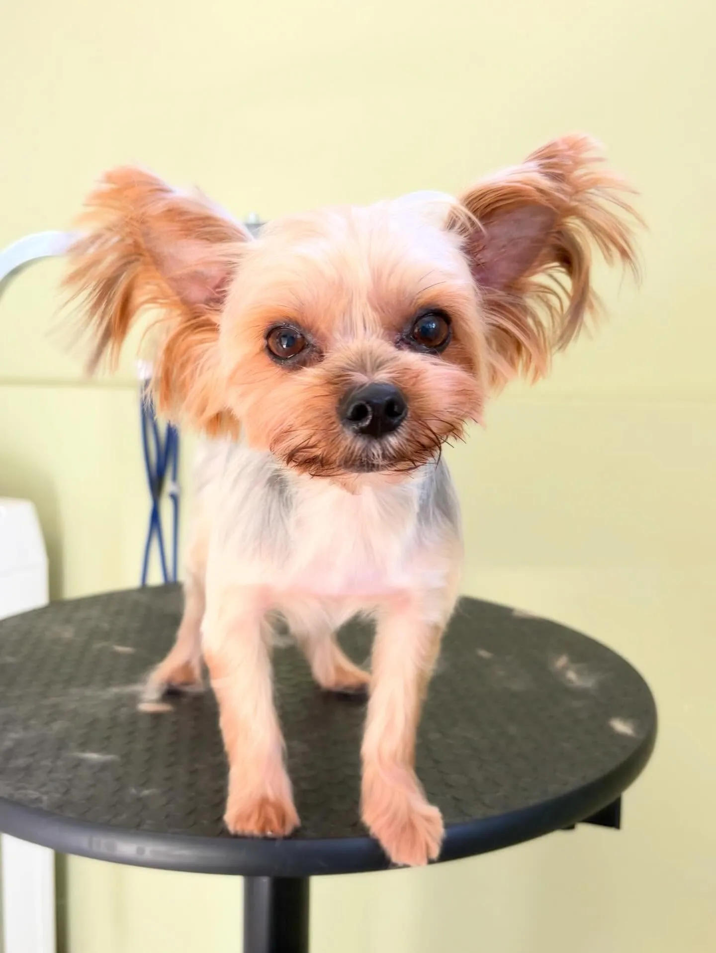 先月アップできなかったトリミングわんこたち🐾