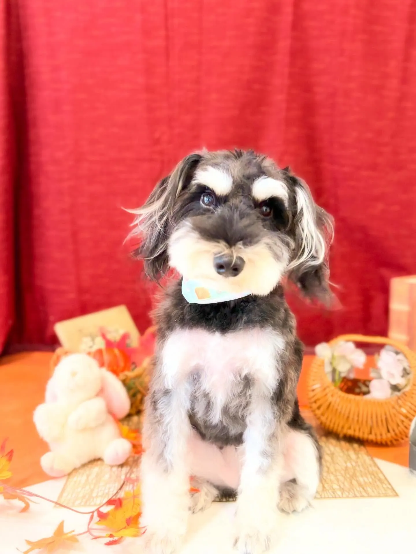 先月アップできなかったトリミングわんこたち🐾