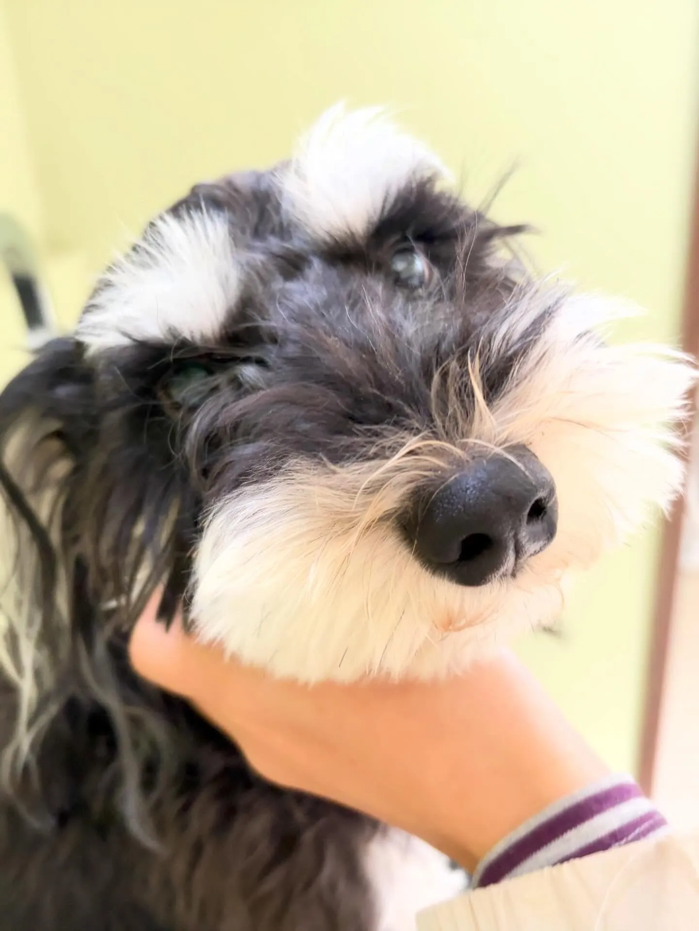 先月アップできなかったトリミングわんこたち🐾