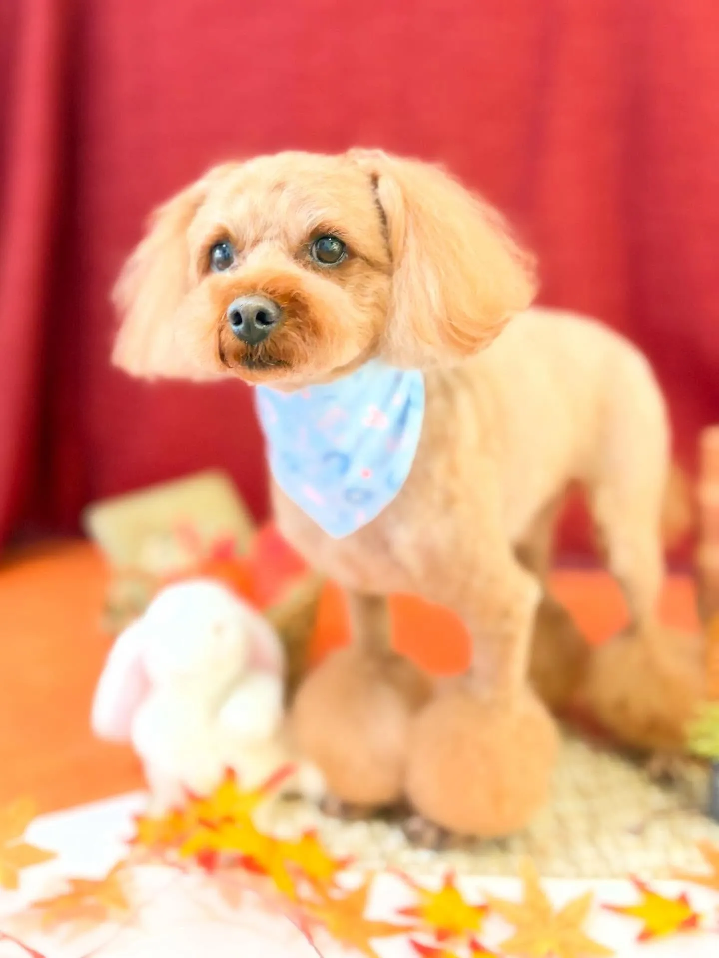 先月アップできなかったトリミングわんこたち🐾