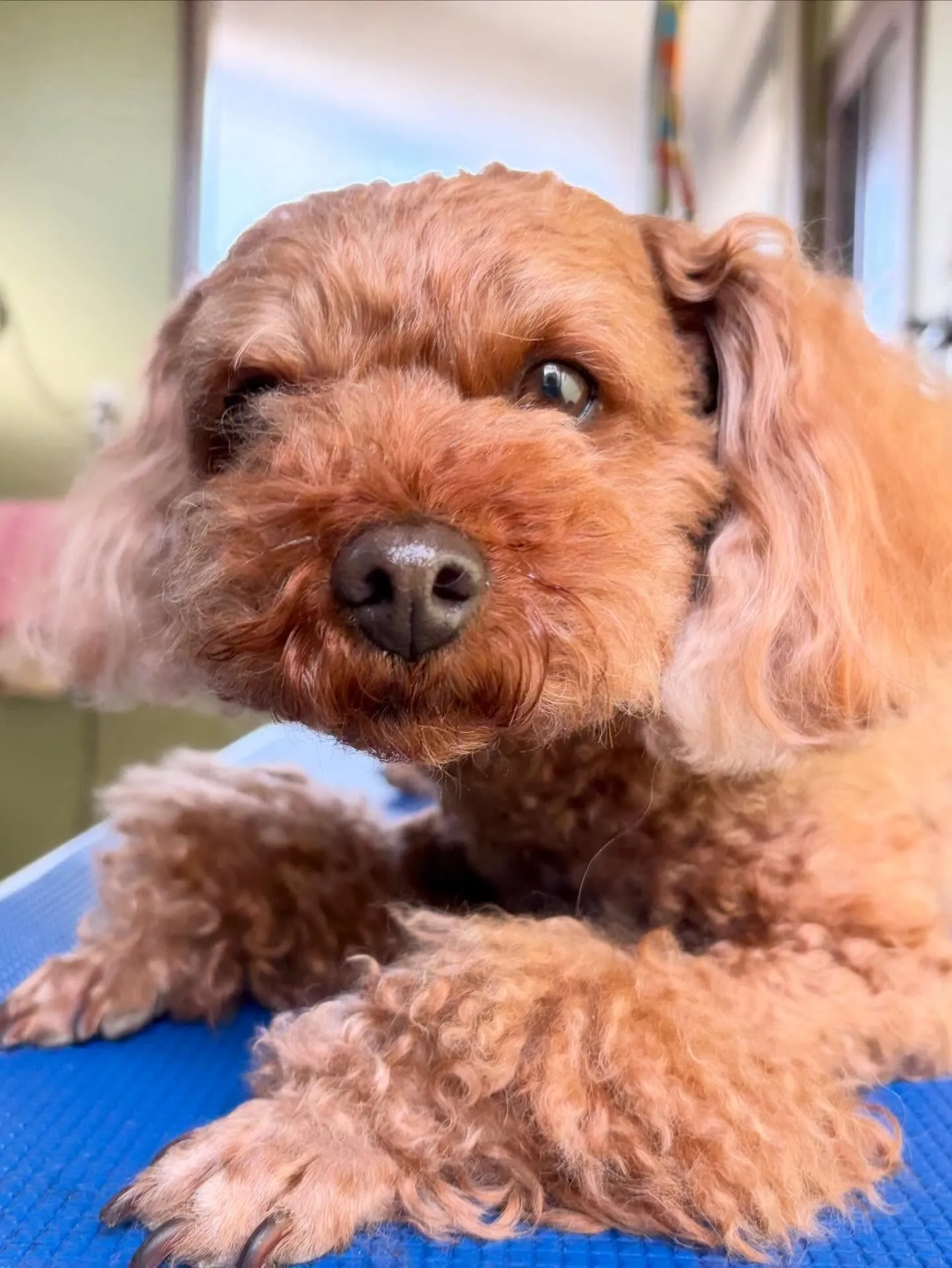 先月アップできなかったトリミングわんこたち🐾