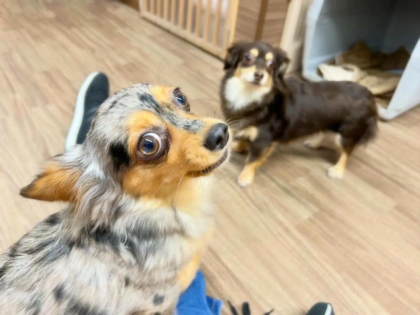 【年末年始のドッグホテル予約受付について】