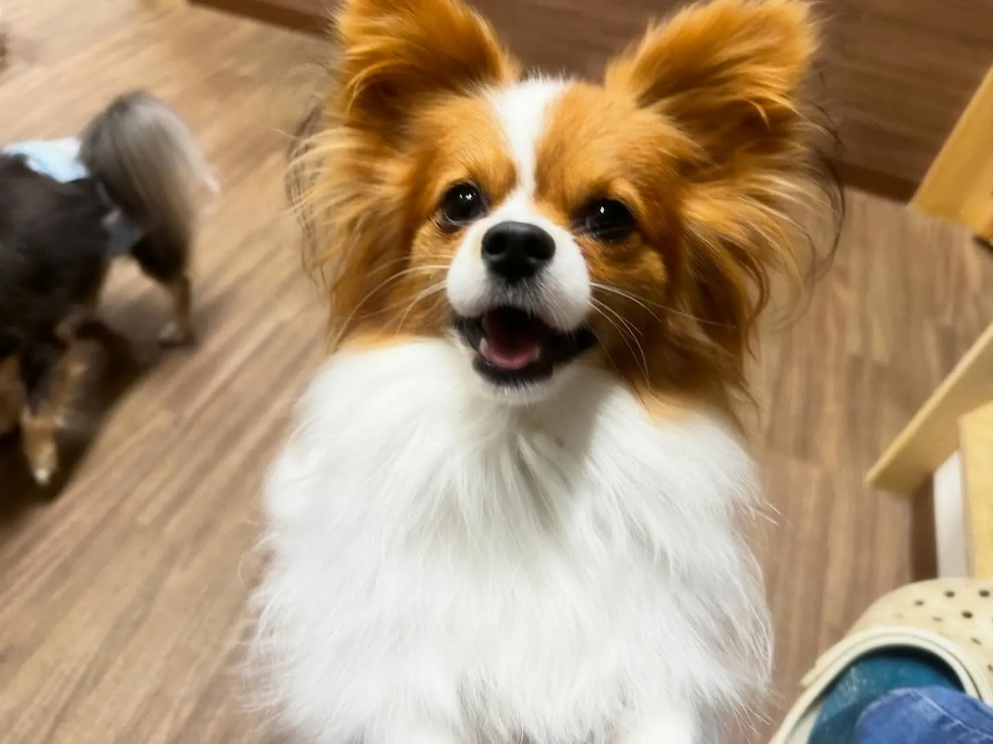 【年末年始のドッグホテル予約受付について】