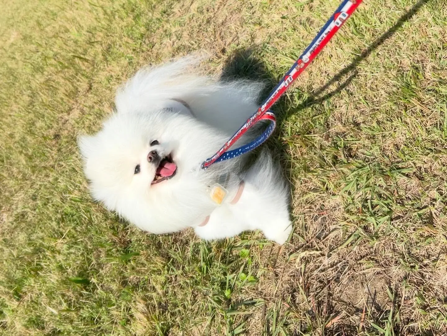 【年末年始のドッグホテル予約受付について】