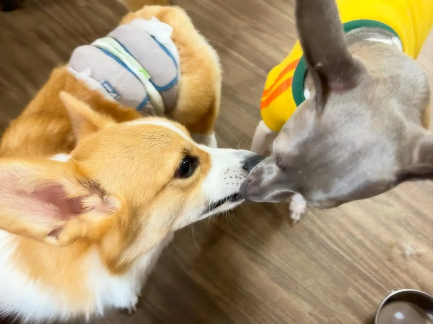 【年末年始のドッグホテル予約受付について】