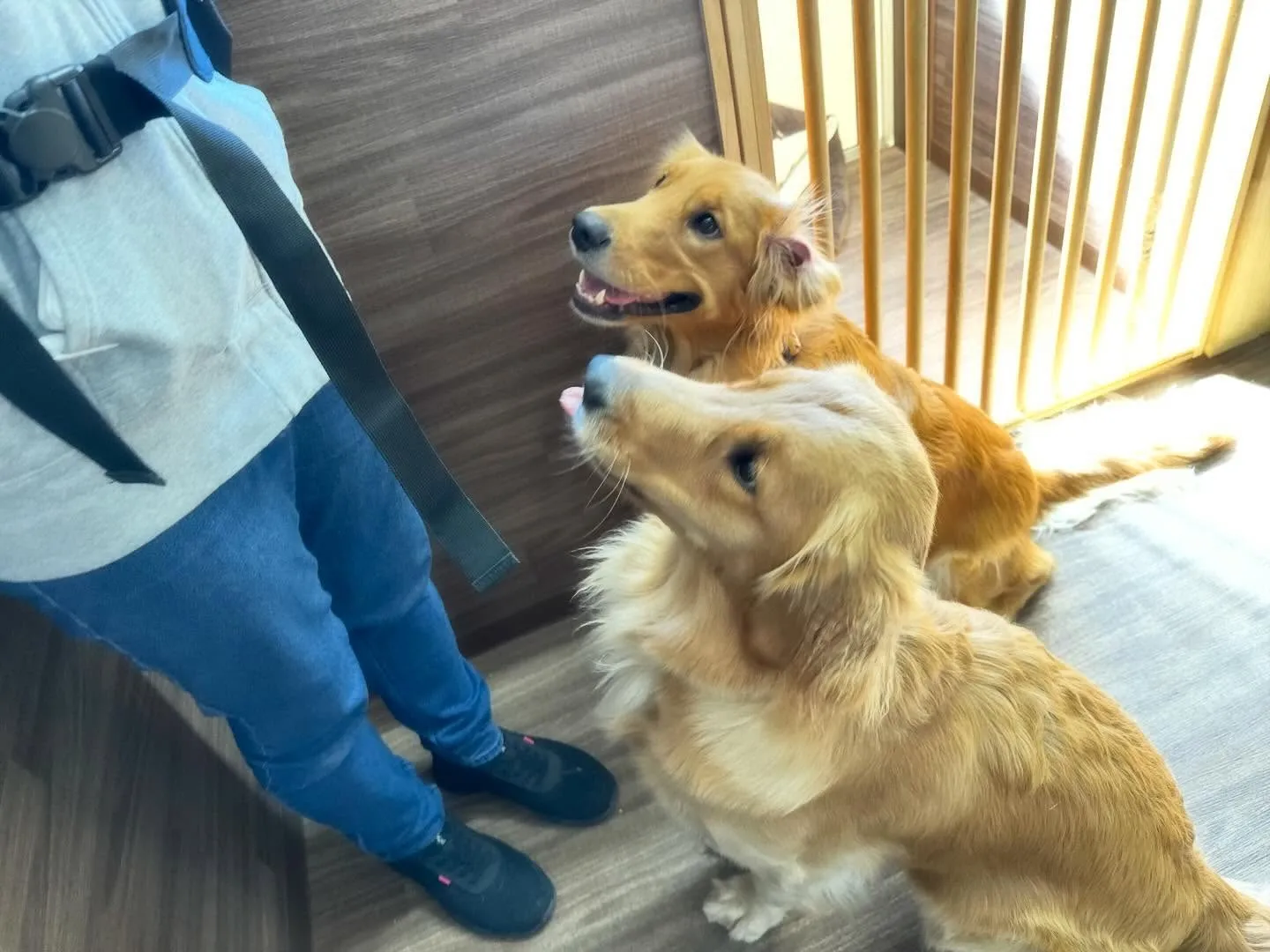 【年末年始のドッグホテル予約受付について】