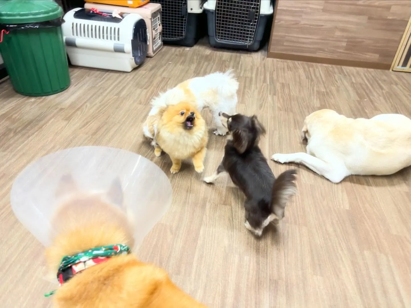 【年末年始のドッグホテル予約受付について】