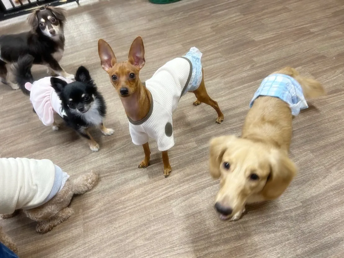 【年末年始のドッグホテル予約受付について】