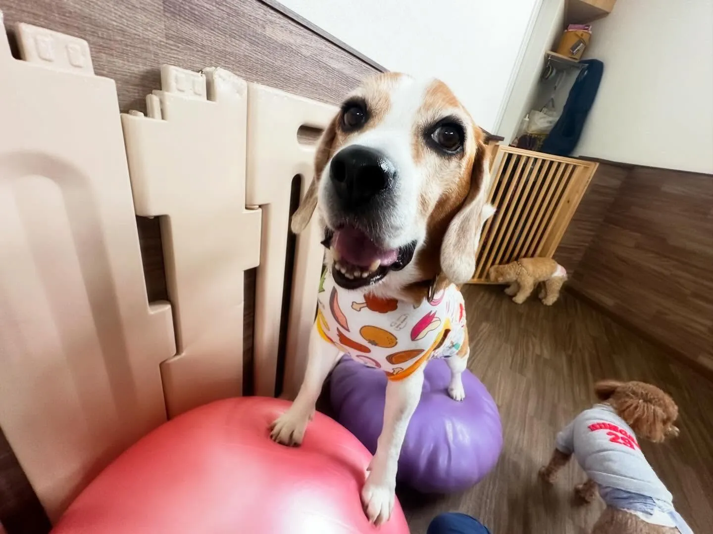 【年末年始のドッグホテル予約受付について】