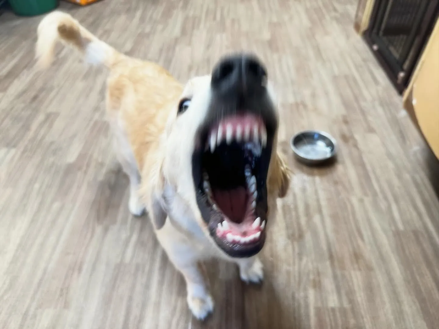 【新年イベント開催のお知らせ】