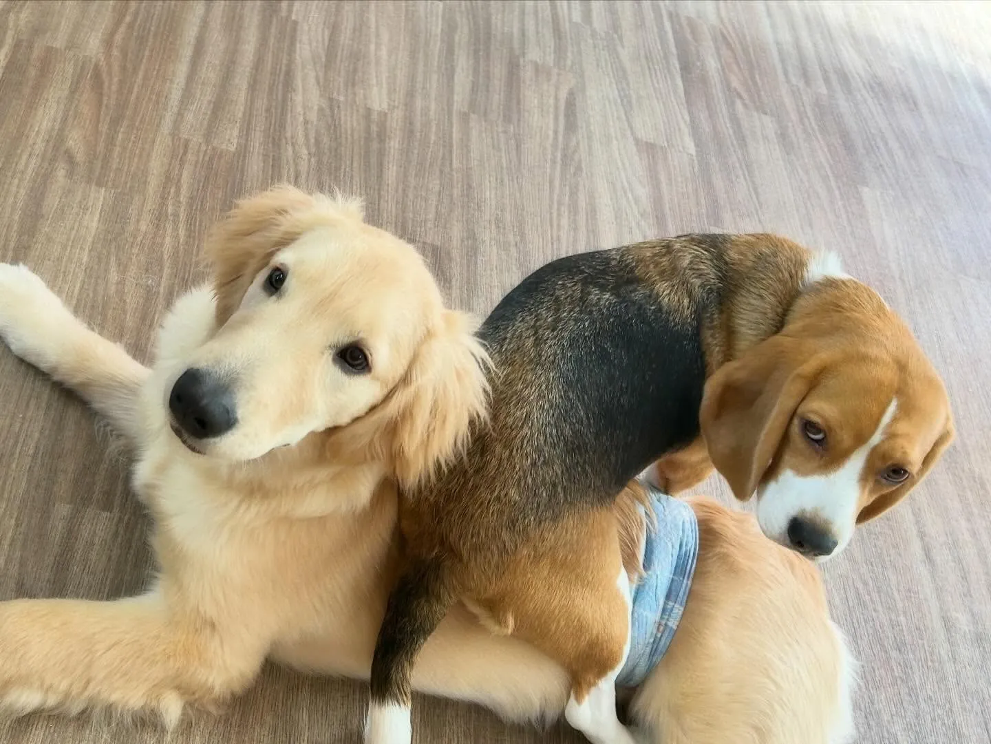 【新年イベント開催のお知らせ】