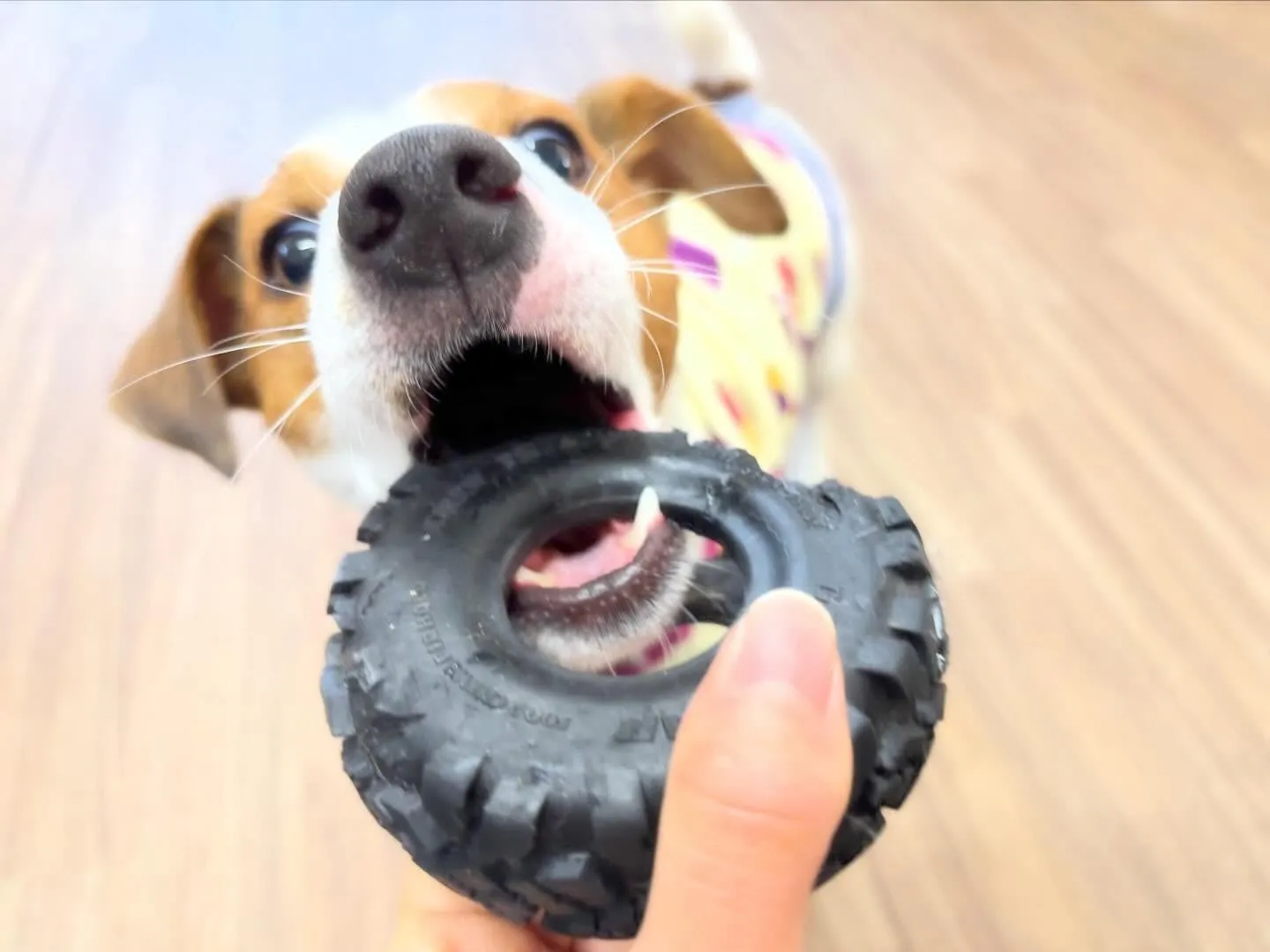 【新年イベント開催のお知らせ】