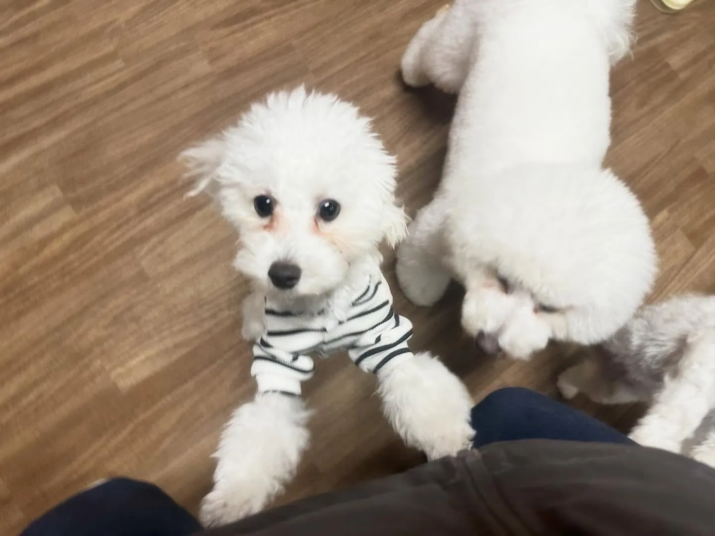 【新年イベント開催のお知らせ】