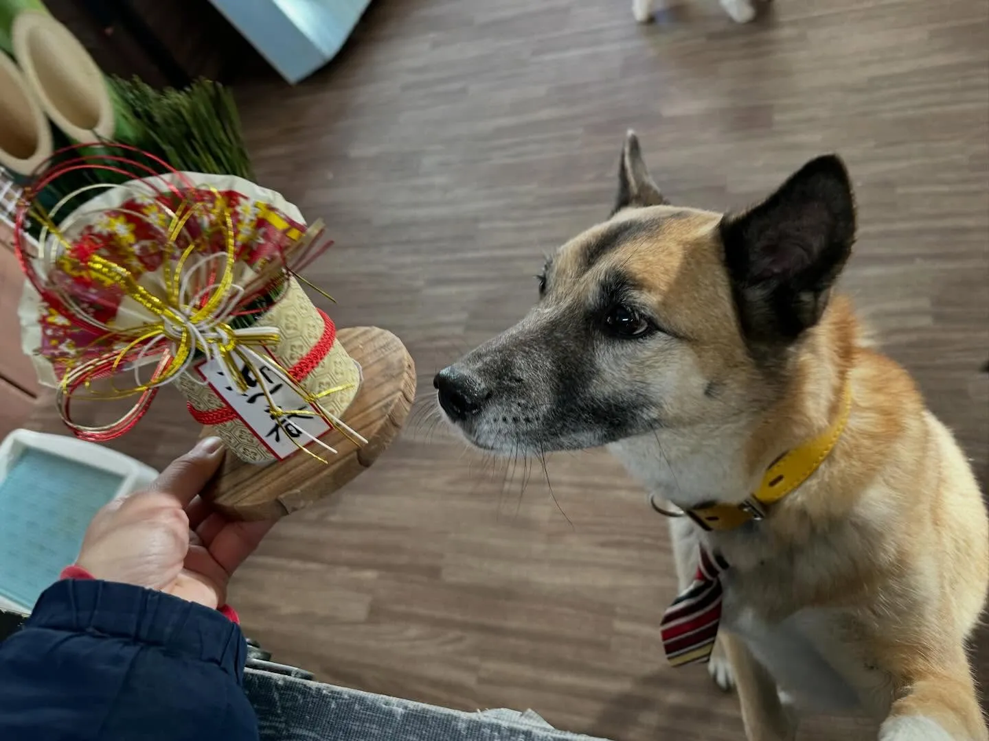 【新年イベント 予約受付終了のお知らせ】