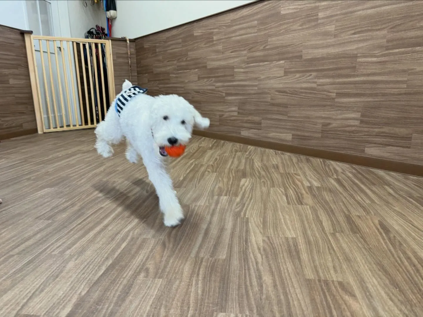 【新年イベント 予約受付終了のお知らせ】