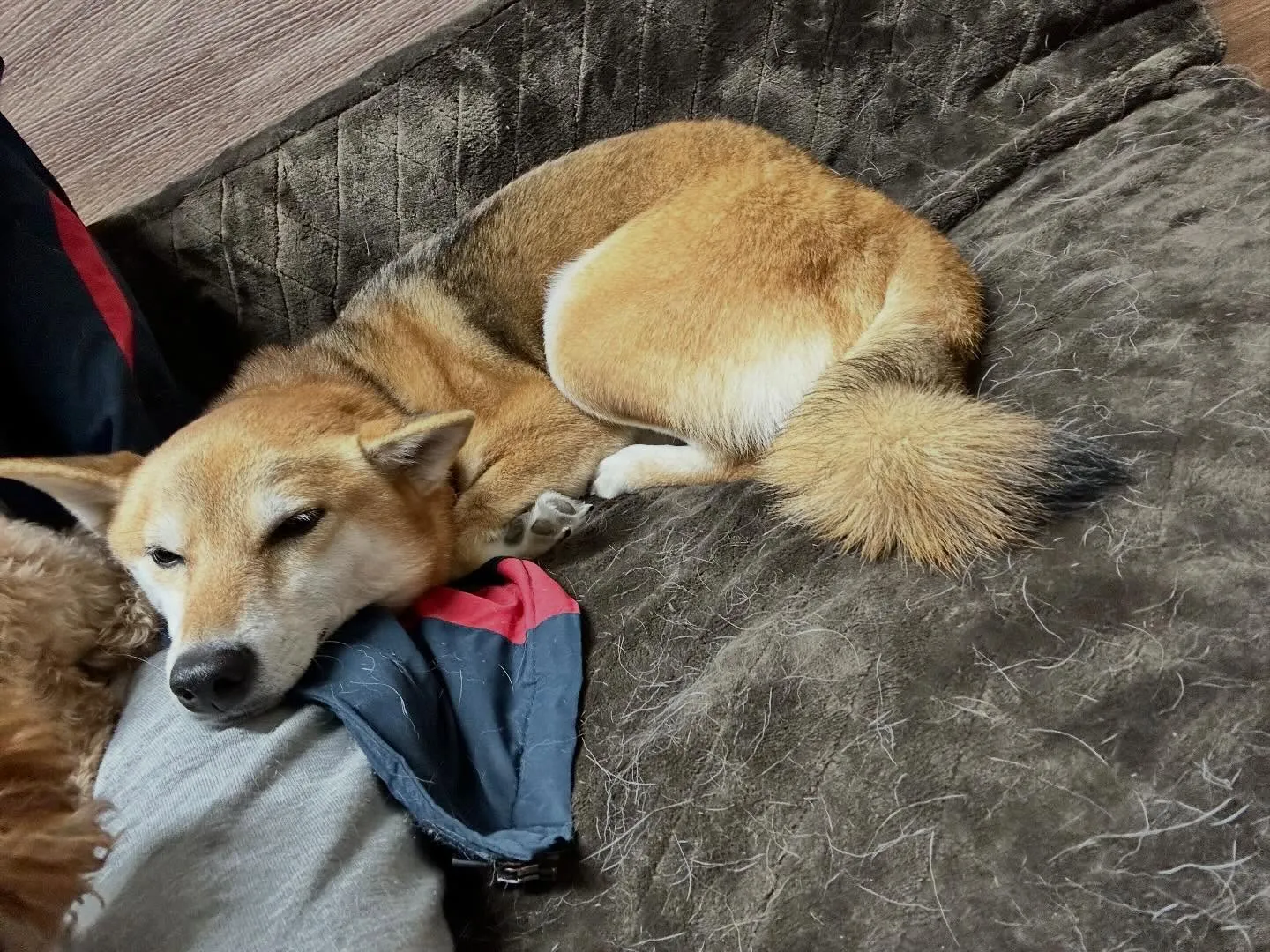 【新年イベント 予約受付終了のお知らせ】