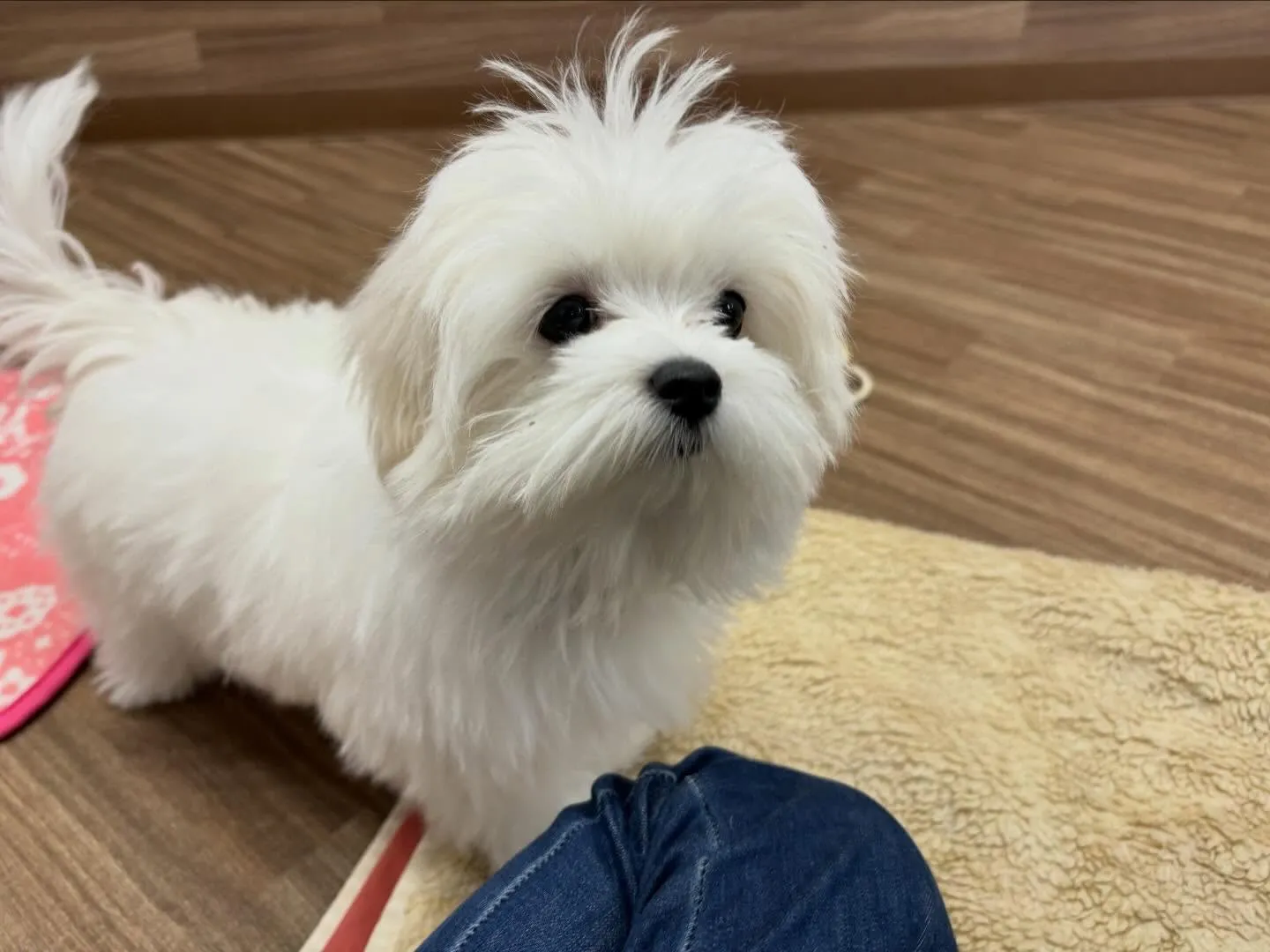 【新年イベント 予約受付終了のお知らせ】