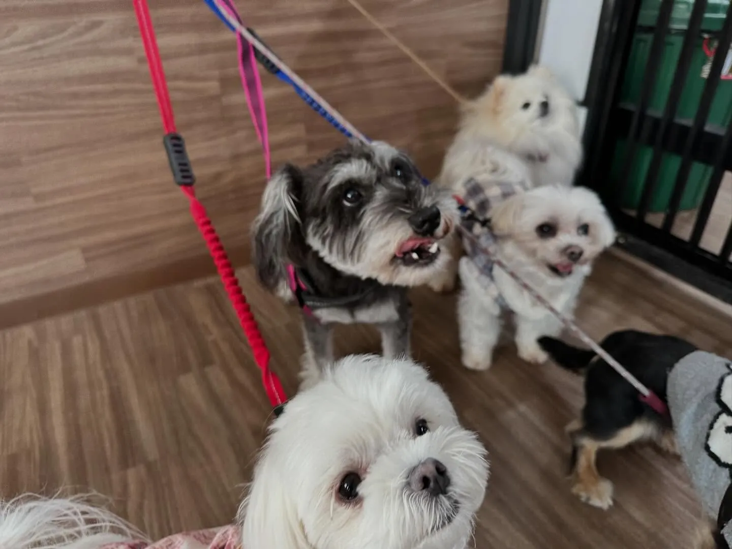 【新年イベント 予約受付終了のお知らせ】