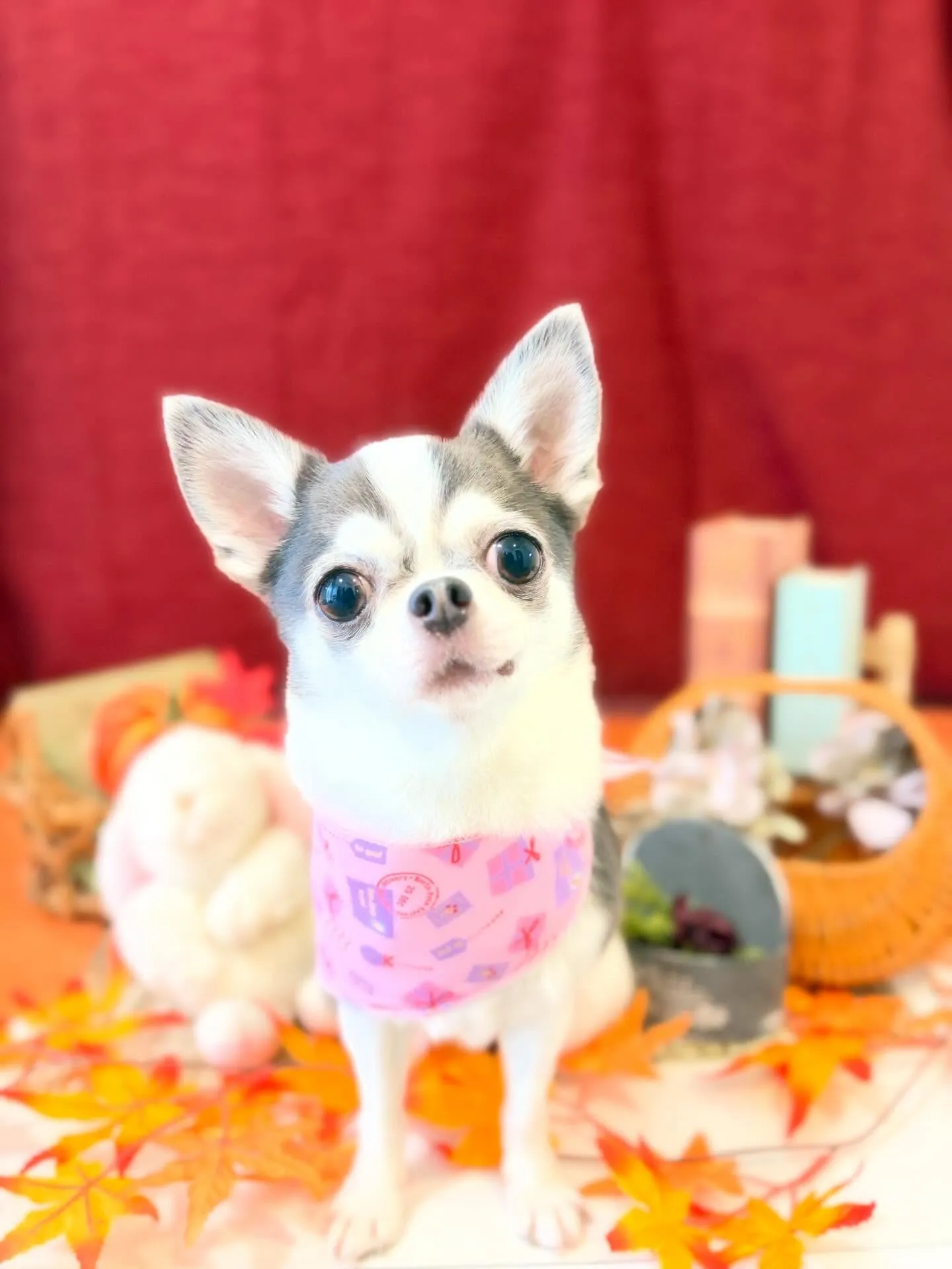 先月アップしきれなかったお手入れわんこさんたち🌟