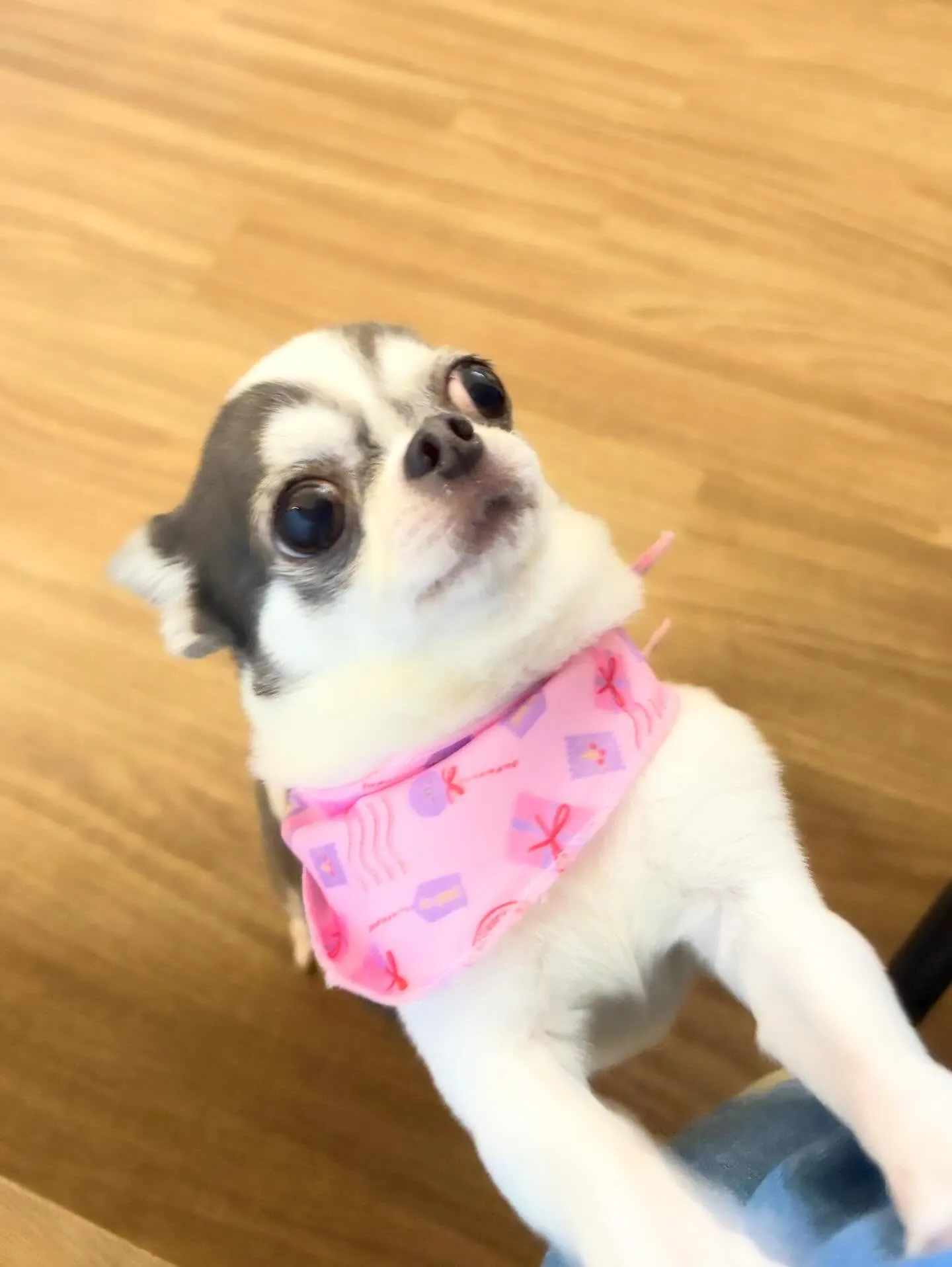 先月アップしきれなかったお手入れわんこさんたち🌟