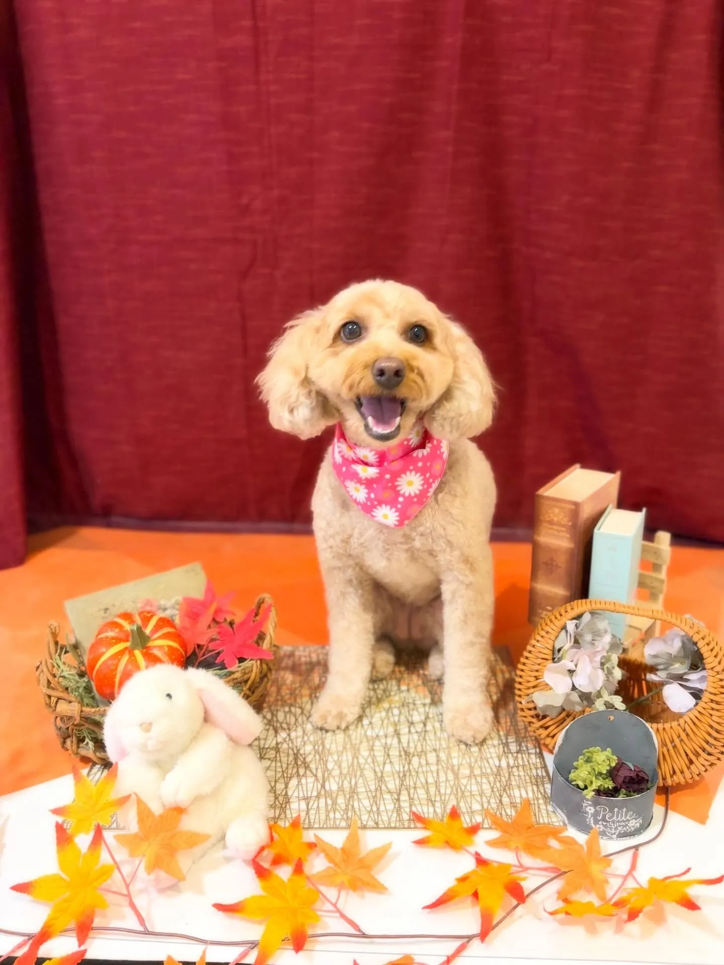 先月アップしきれなかったお手入れわんこさんたち🌟