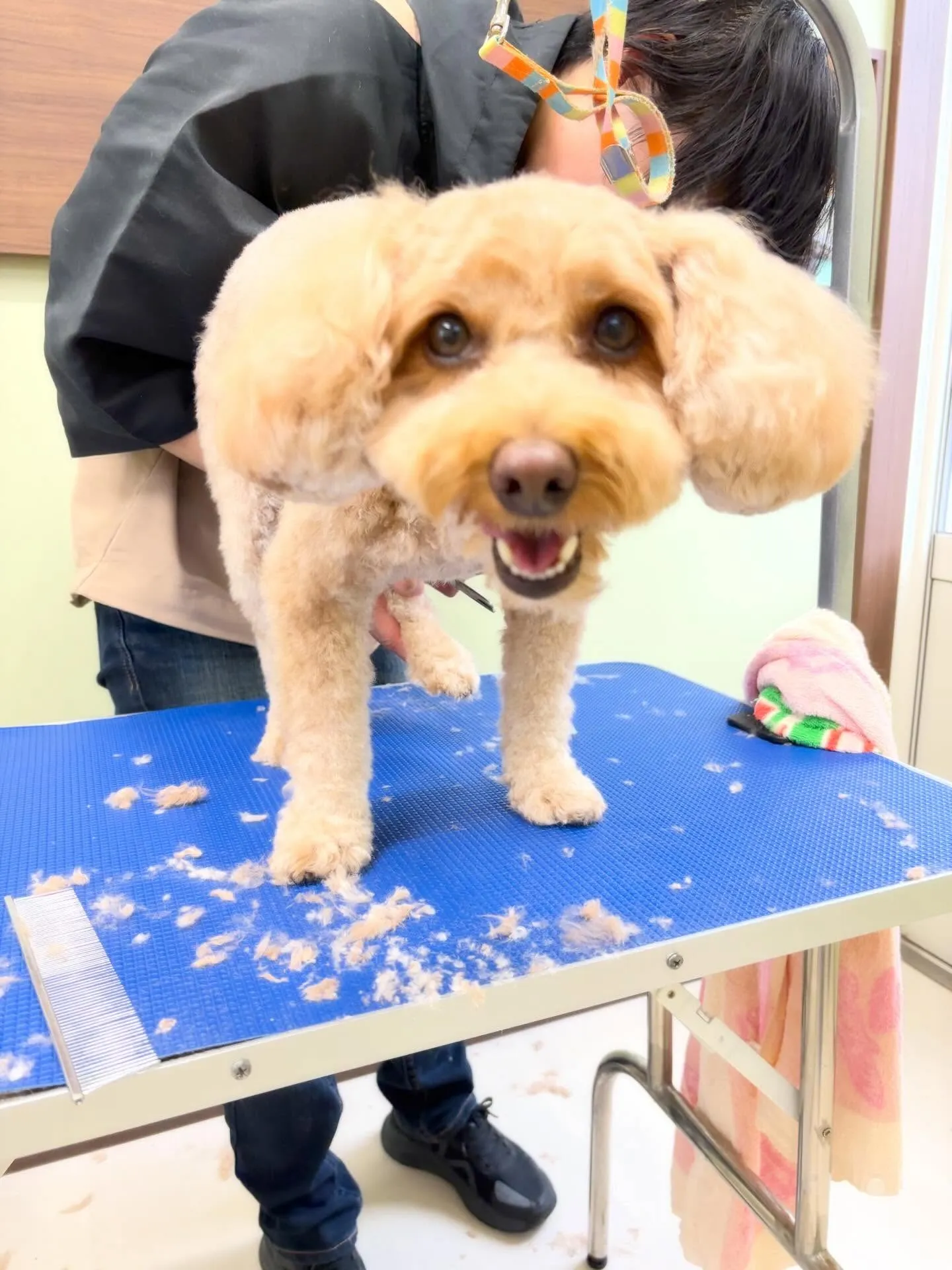 先月アップしきれなかったお手入れわんこさんたち🌟