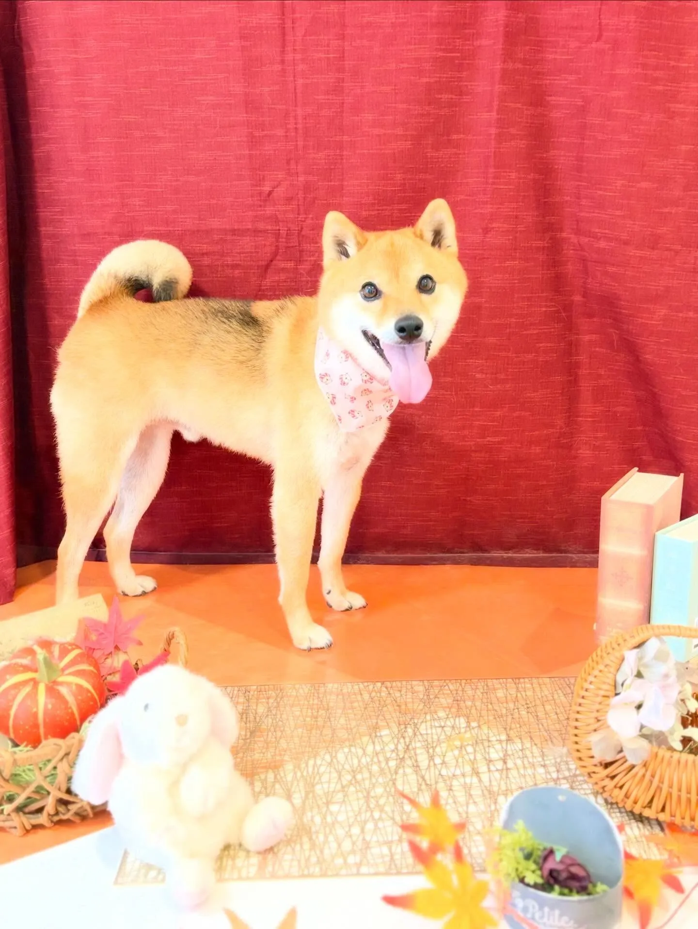 先月アップしきれなかったお手入れわんこさんたち🌟