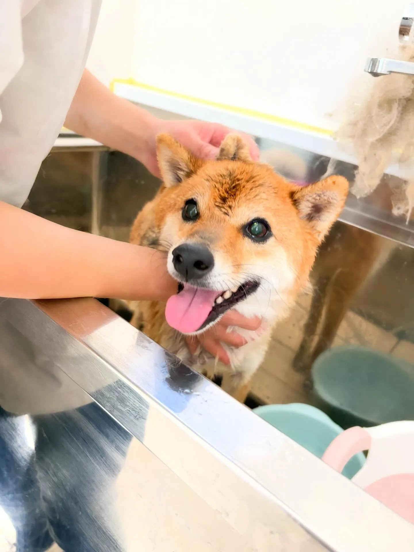 先月アップしきれなかったお手入れわんこさんたち🌟