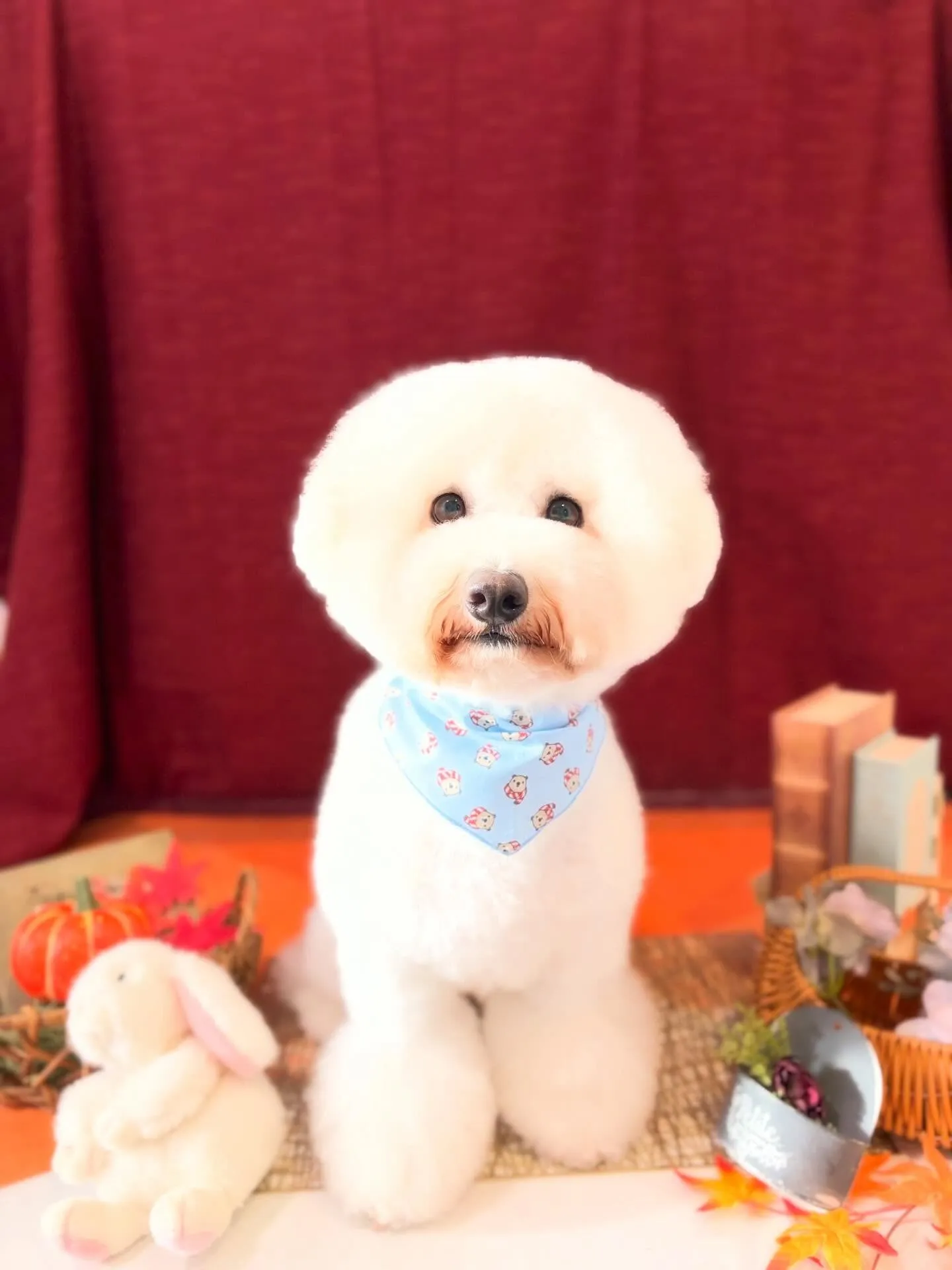 先月アップしきれなかったお手入れわんこさんたち🌟