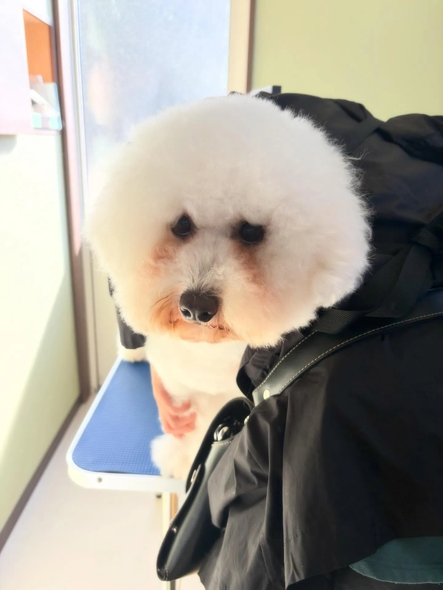 先月アップしきれなかったお手入れわんこさんたち🌟