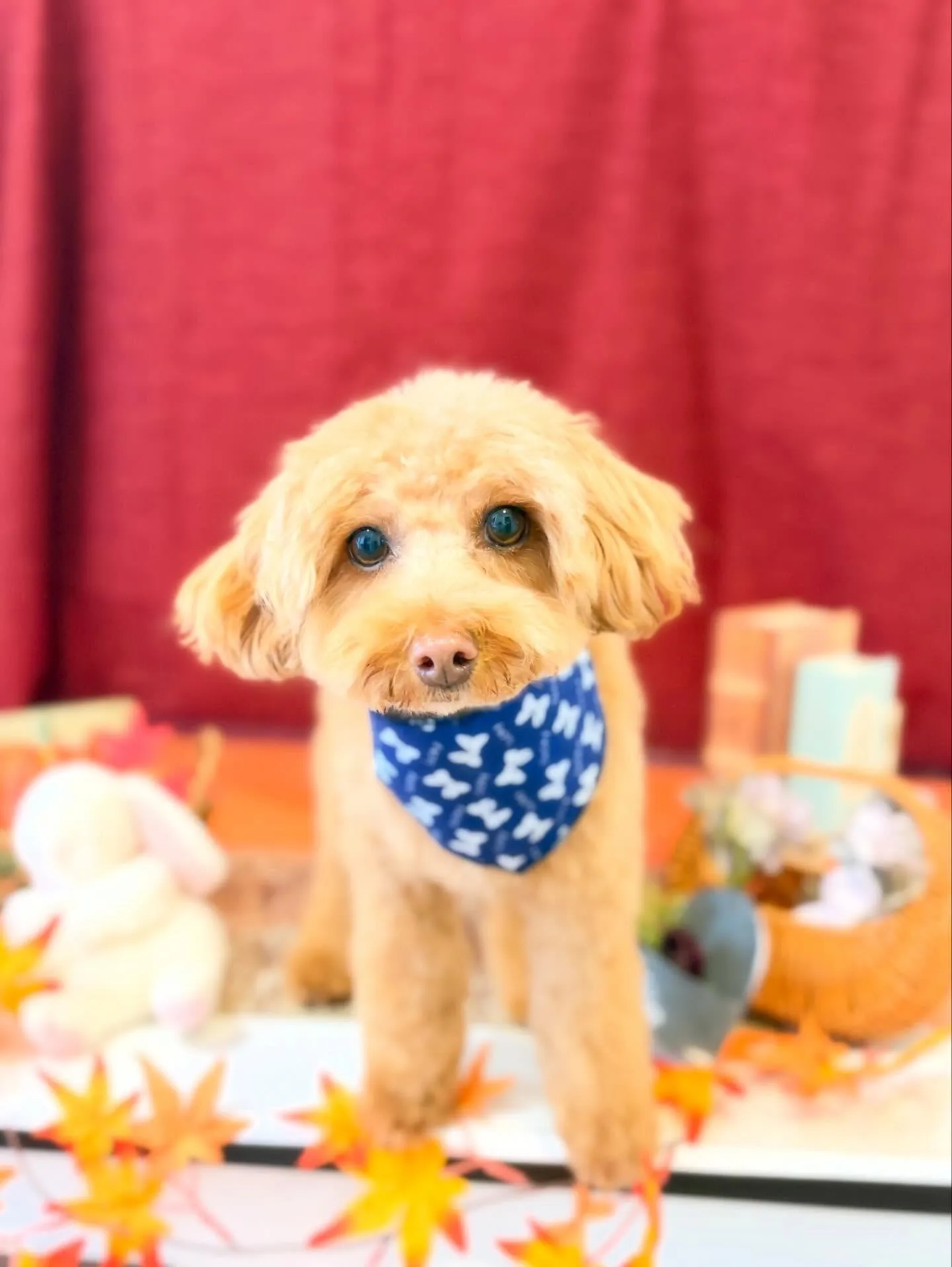 先月アップしきれなかったお手入れわんこさんたち🌟