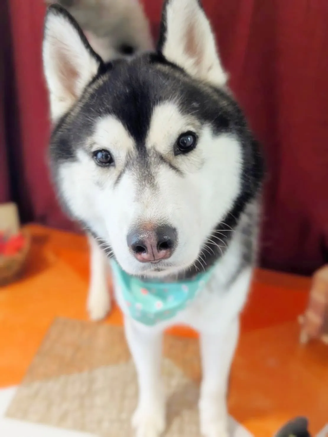 先月アップできなかったお手入れわんこたちです🎶