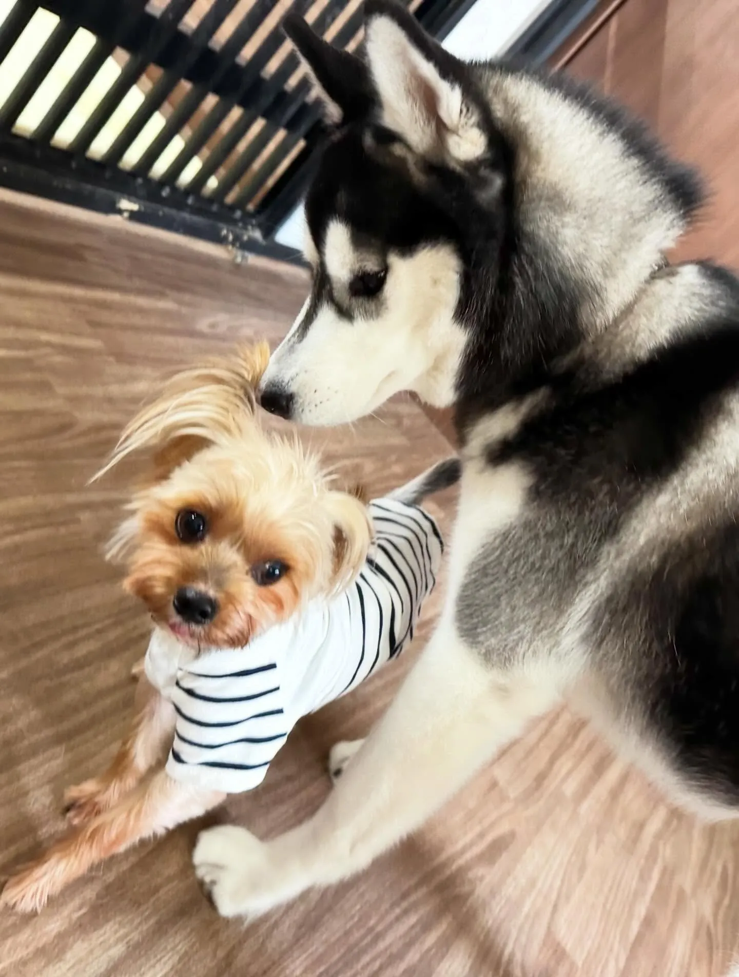 先月アップできなかったお手入れわんこたちです🎶