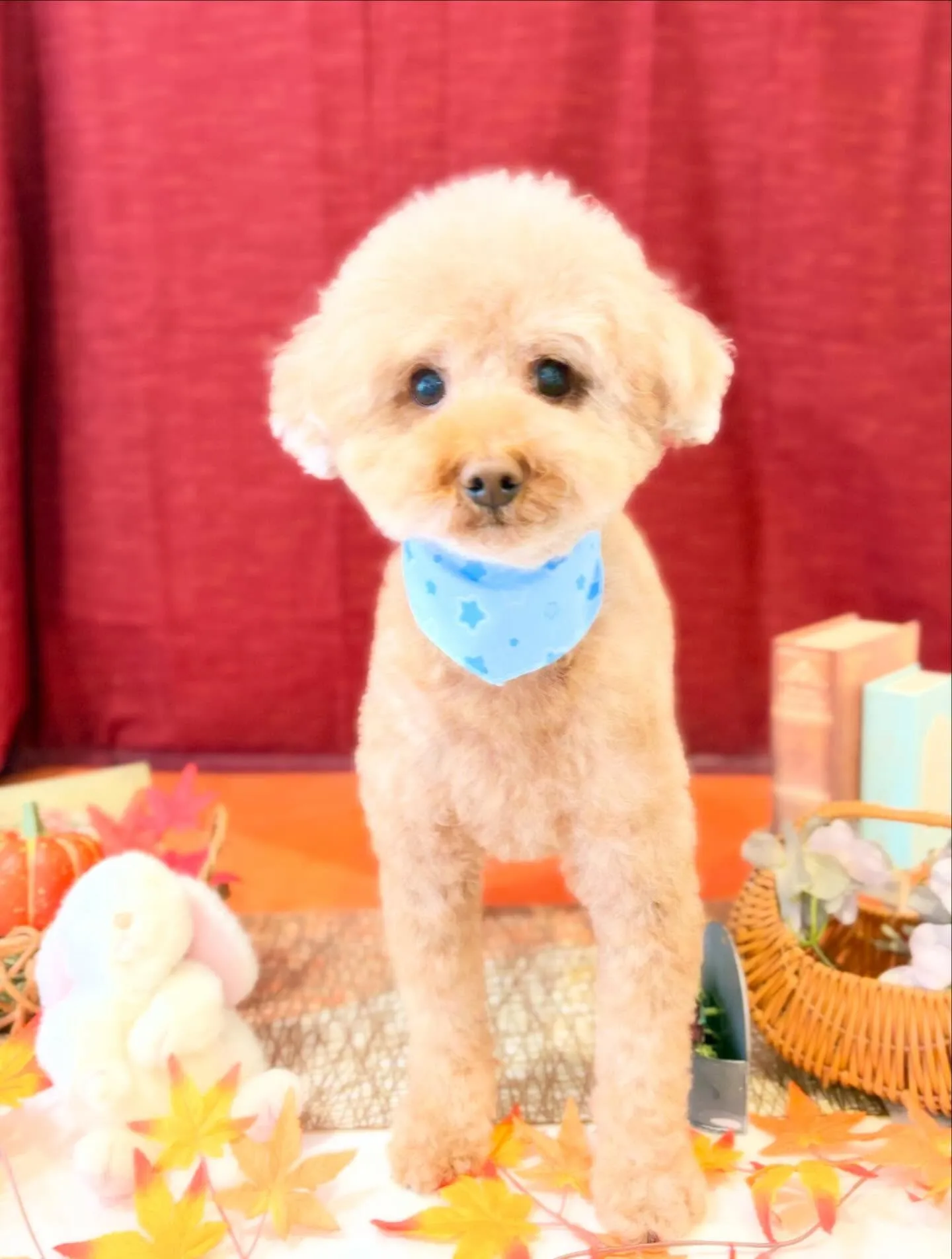 先月アップできなかったお手入れわんこたちです🎶