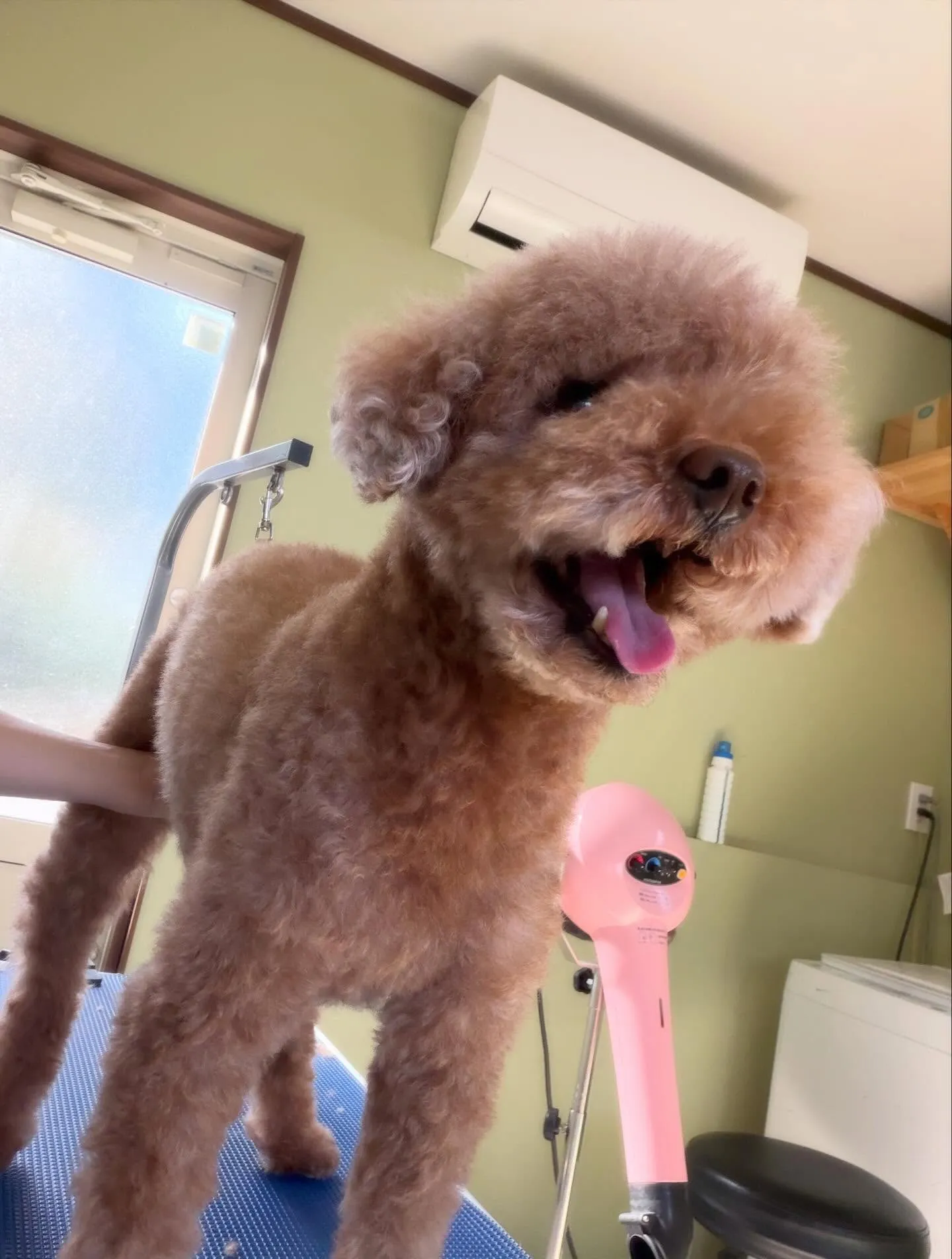 先月アップできなかったお手入れわんこたちです🎶